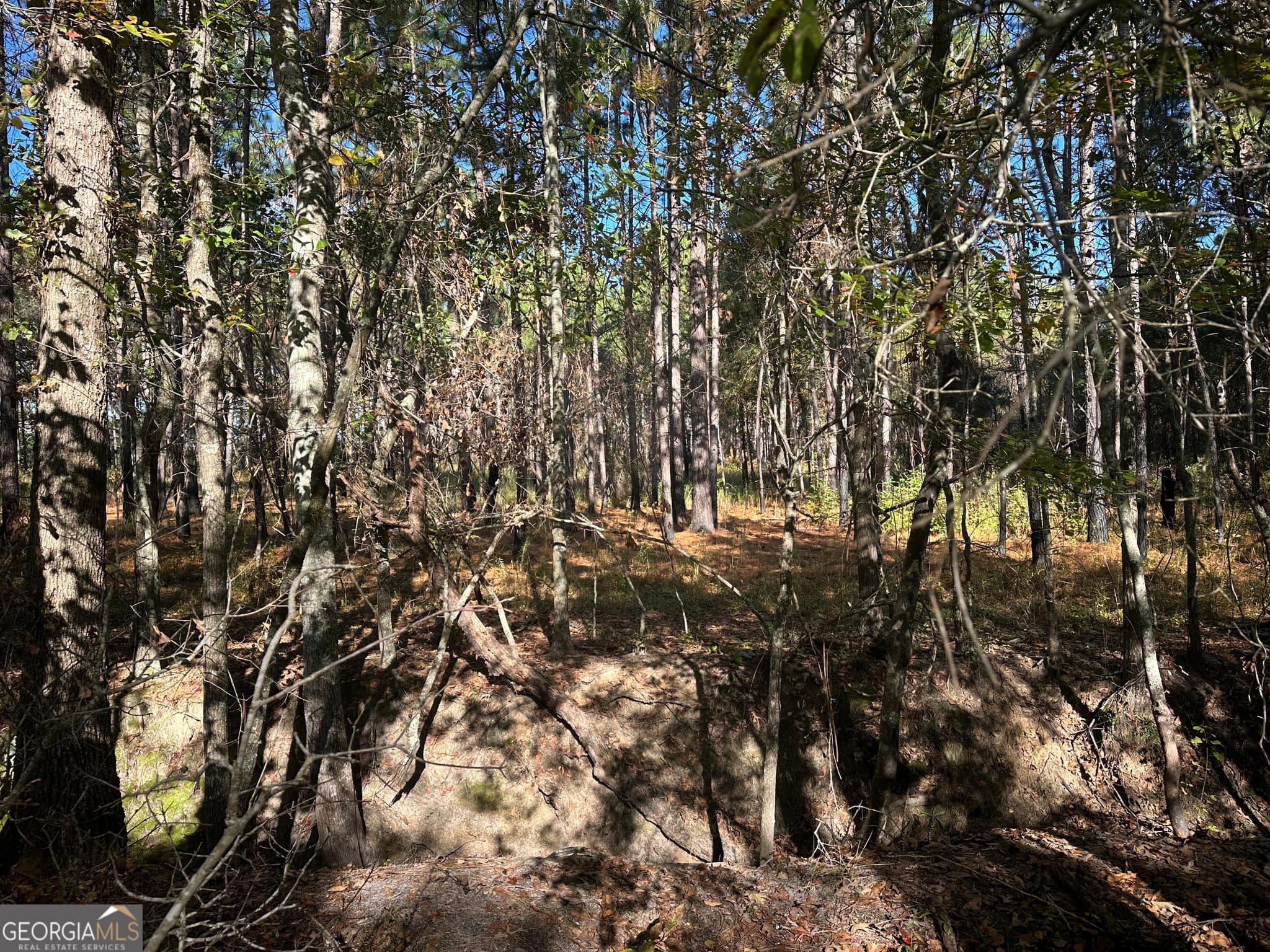 unimproved land for sale at 0 Buck Creek Road, Sylvania, GA 30467 — photo 8