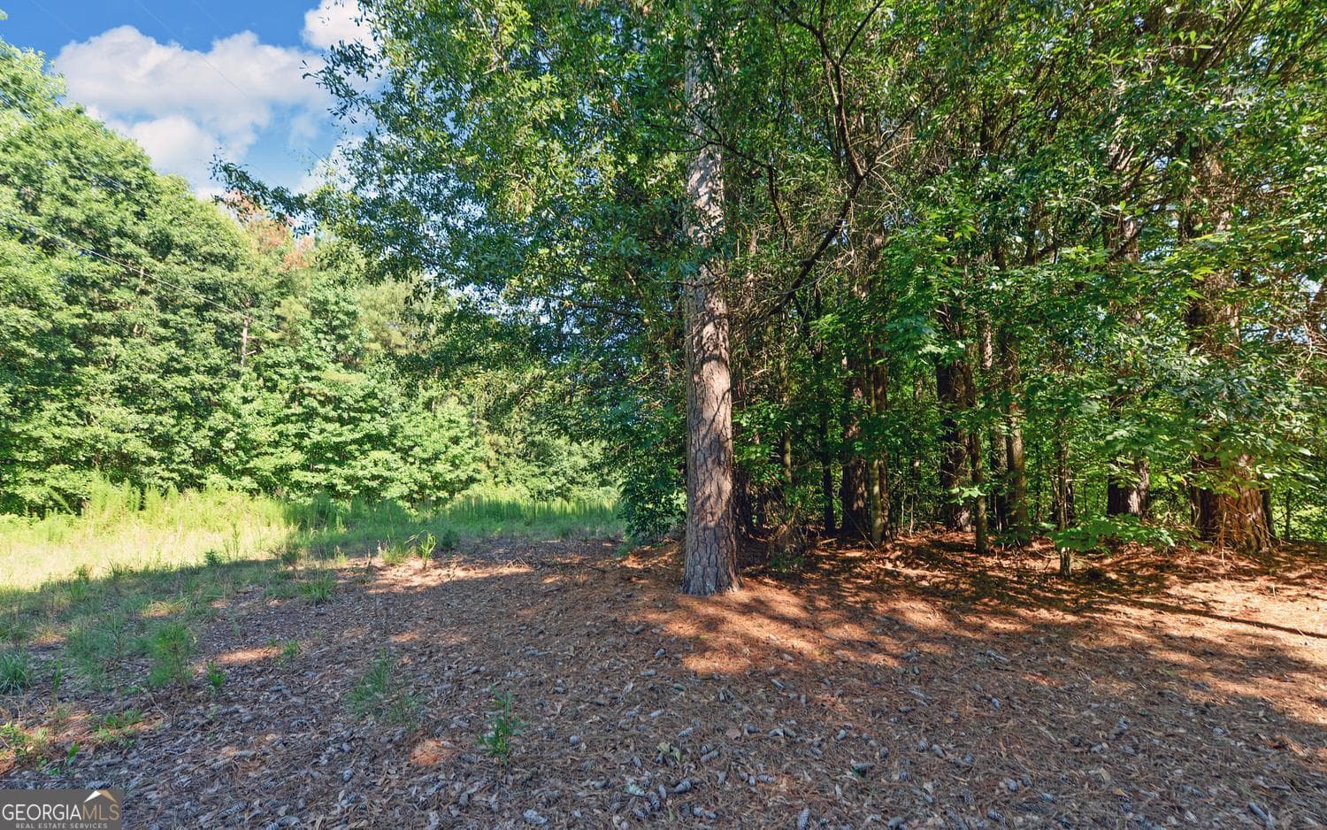 agriculture for sale at 0 Hwy 17, Royston, GA 30662 — photo 5