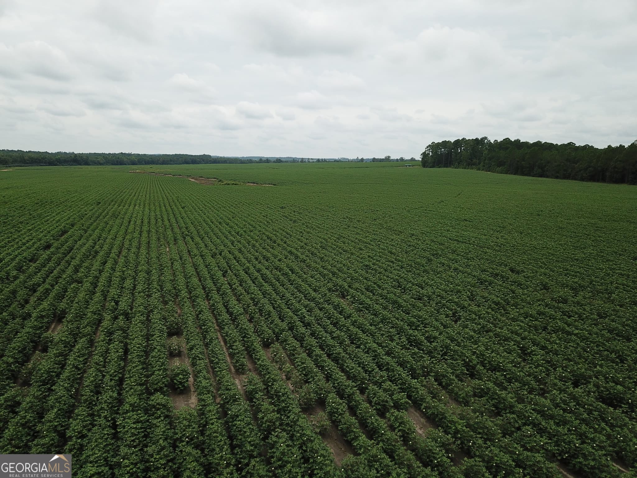 agriculture under contract at 0 Hwy 257, Chester, GA 31012 — photo 4