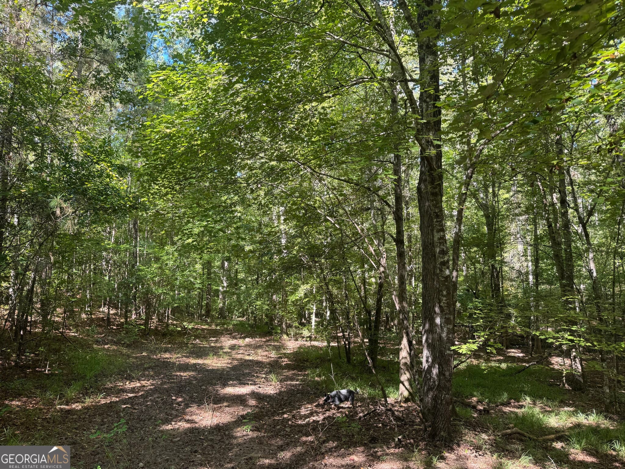 unimproved land for sale at 211.44 AC Quail Hollow Drive, Hamilton, GA 31811 — photo 6