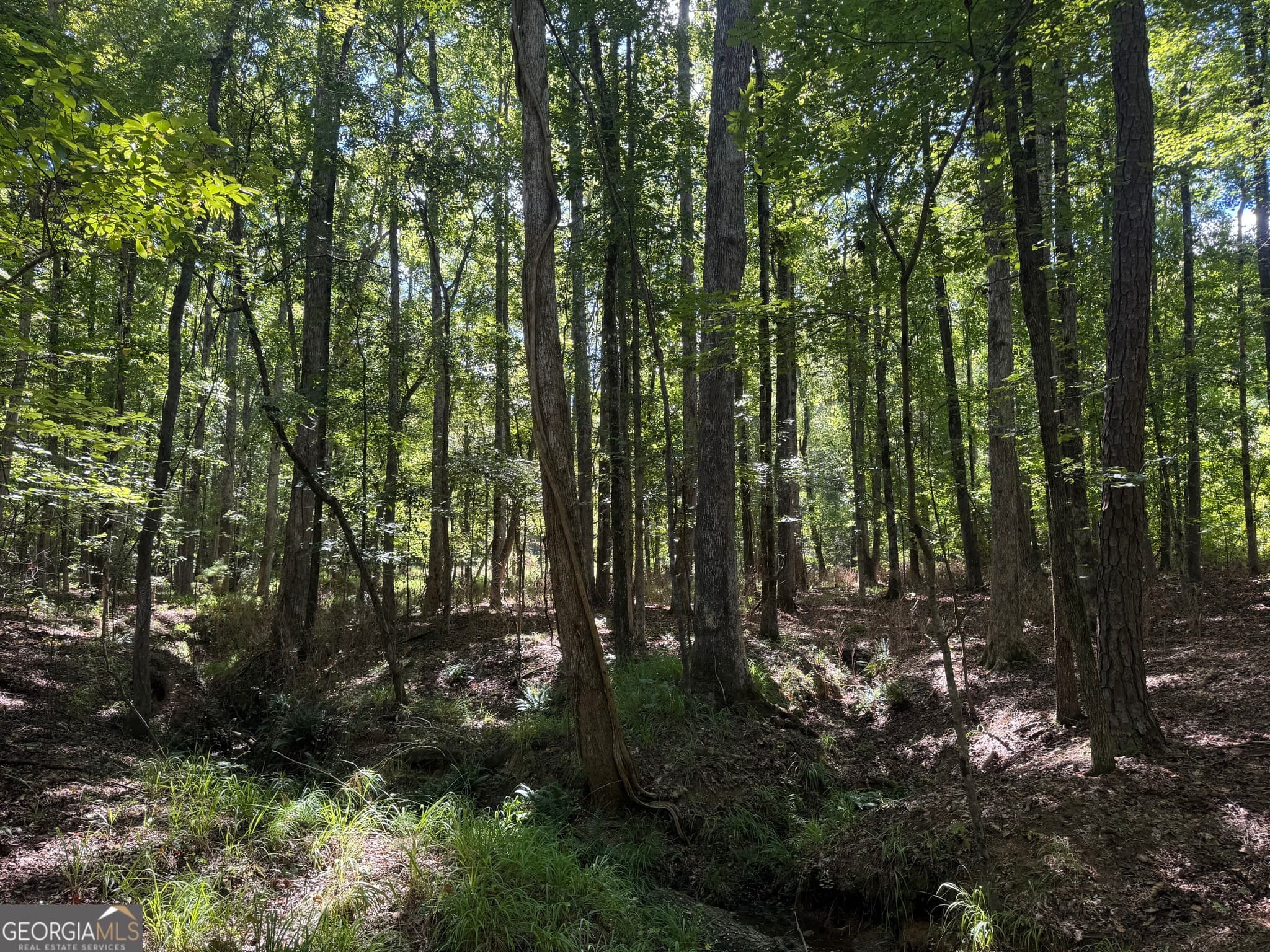 unimproved land for sale at 211.44 AC Quail Hollow Drive, Hamilton, GA 31811 — photo 9