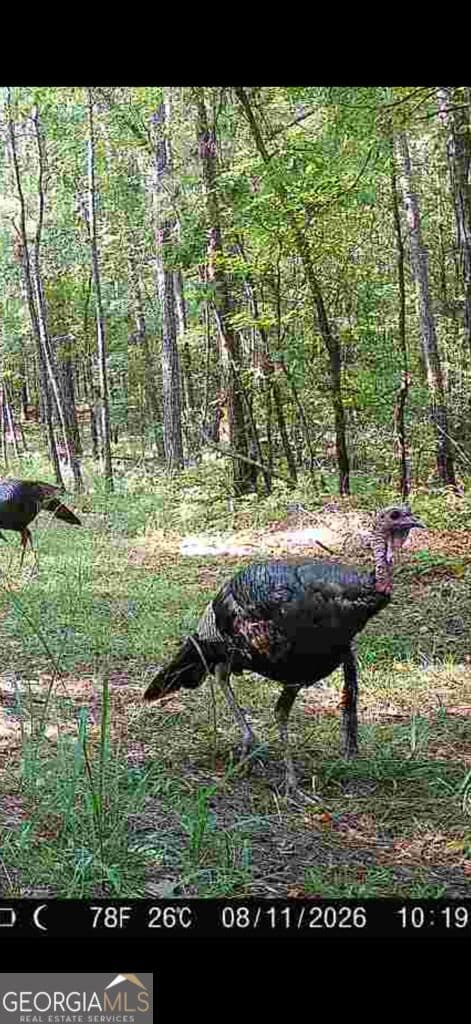 agriculture for sale at TRACT 2 Dennis Creek Road, Talbotton, GA 31827 — photo 2