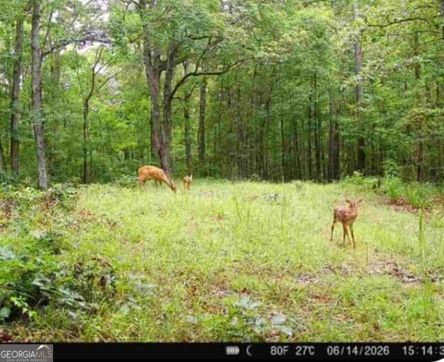 agriculture for sale at TRACT 2 Dennis Creek Road, Talbotton, GA 31827 — photo 5