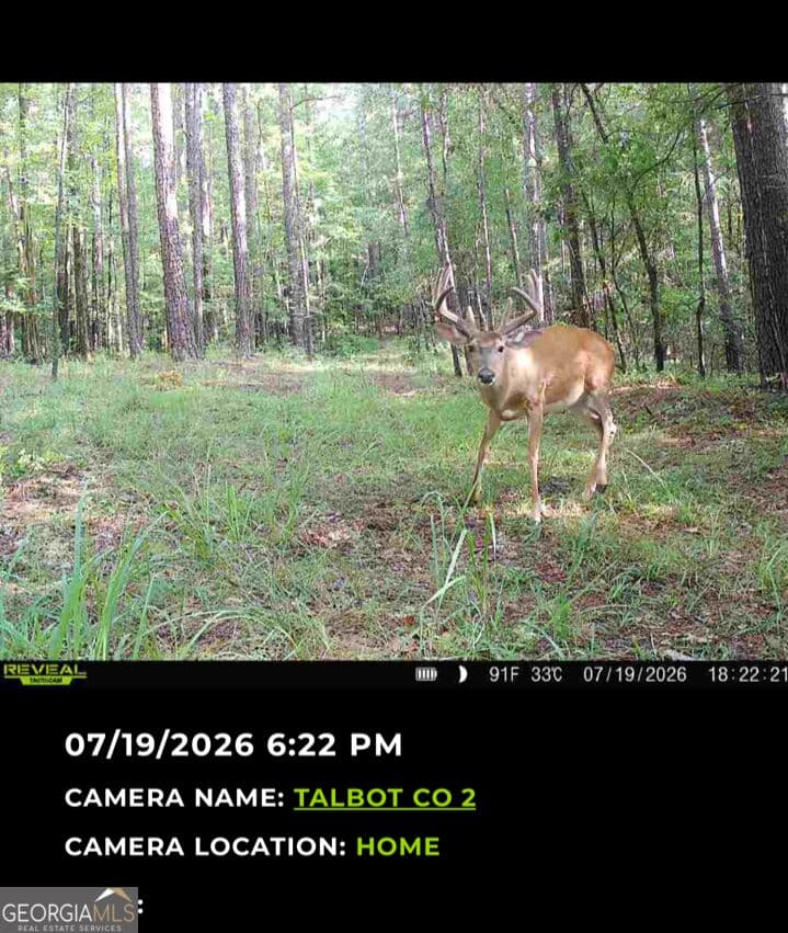 agriculture for sale at TRACT 2 Dennis Creek Road, Talbotton, GA 31827 — photo 4