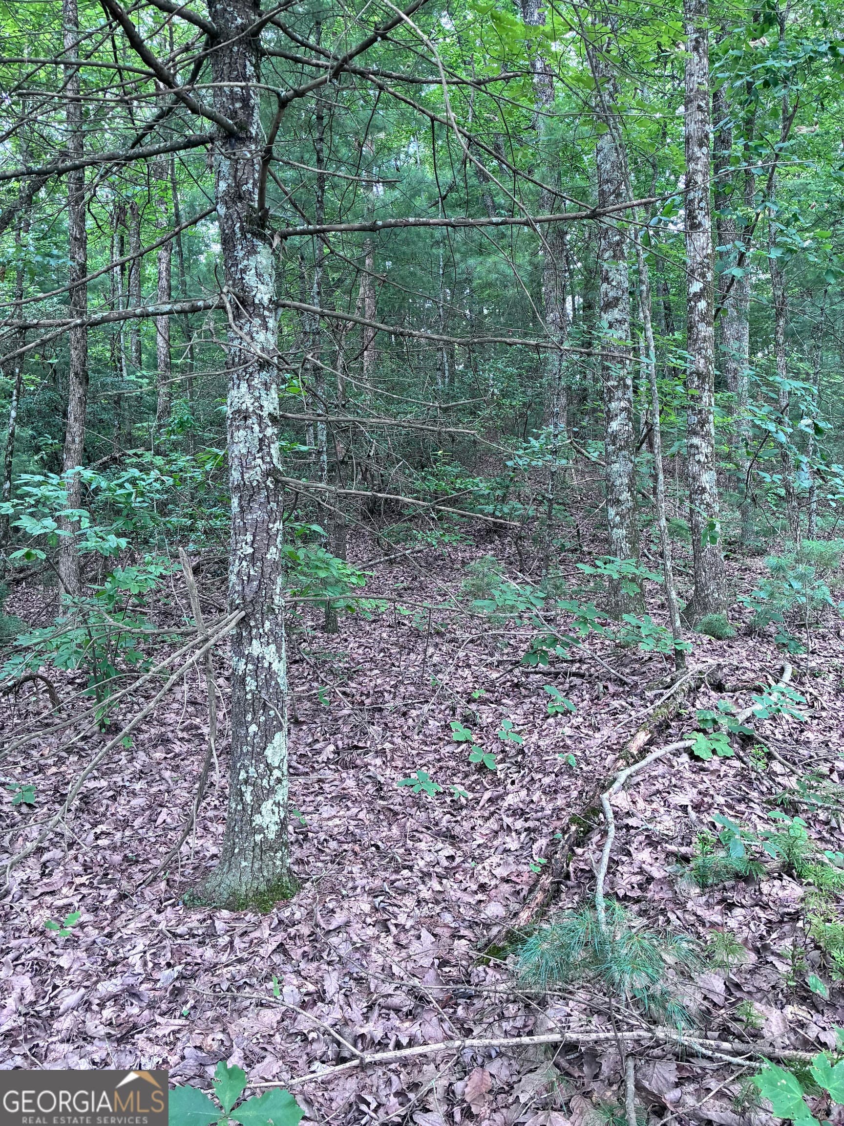 unimproved land for sale at 829 Morton Drive, Ellijay, GA 30540 — photo 2