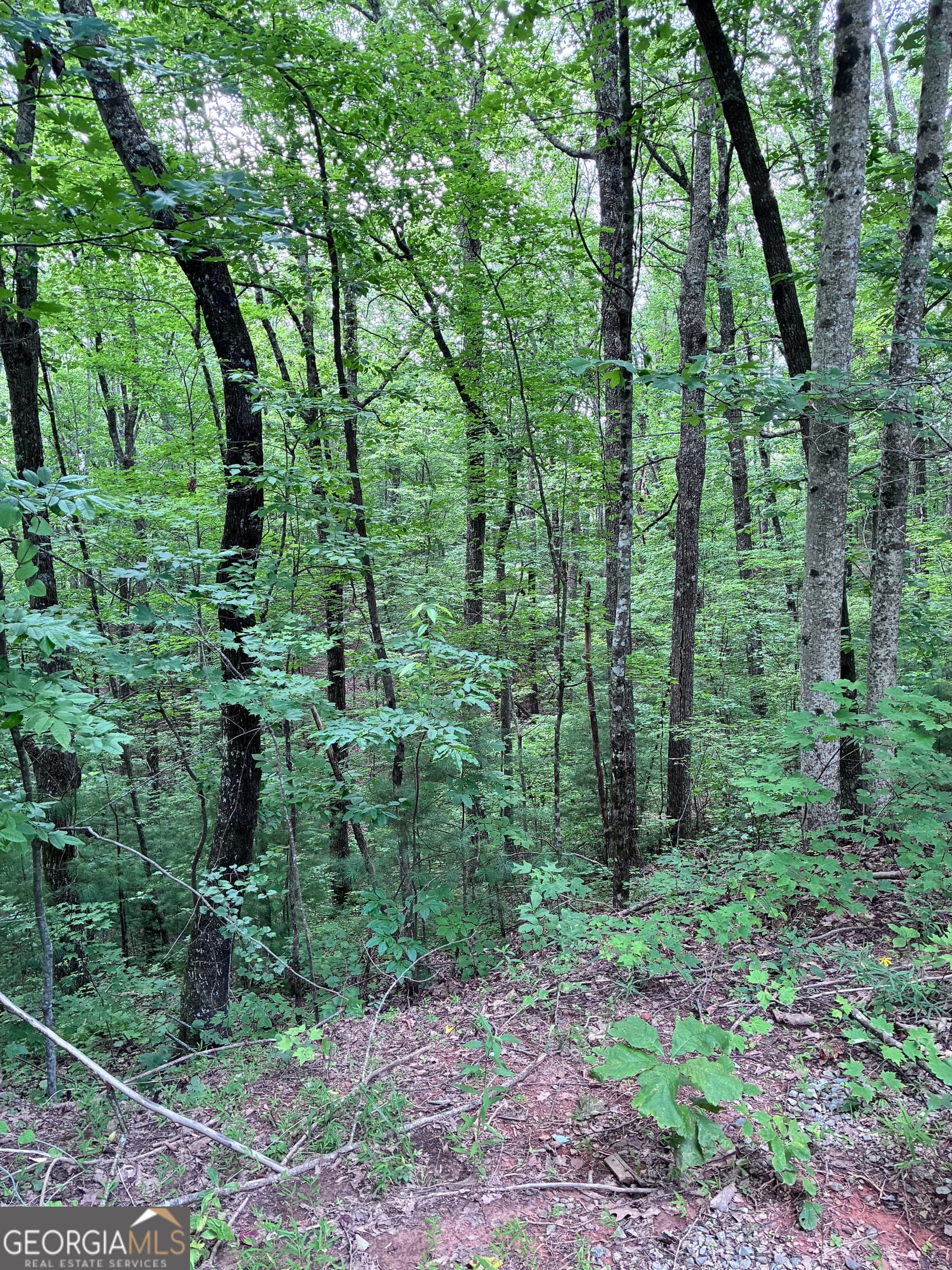 unimproved land for sale at 829 Morton Drive, Ellijay, GA 30540 — photo 6