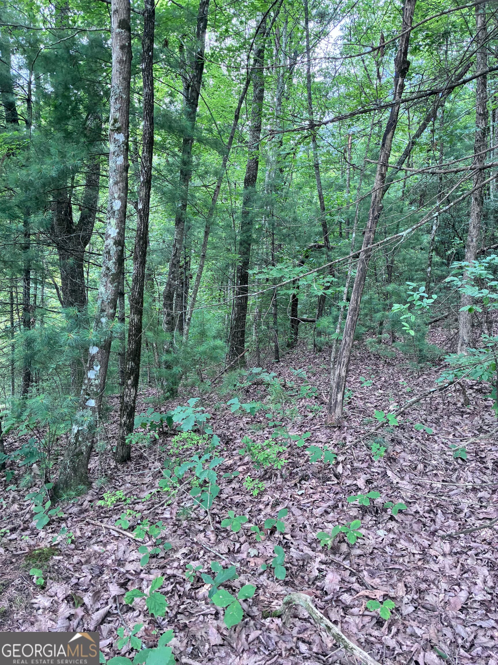 unimproved land for sale at 829 Morton Drive, Ellijay, GA 30540 — photo 3