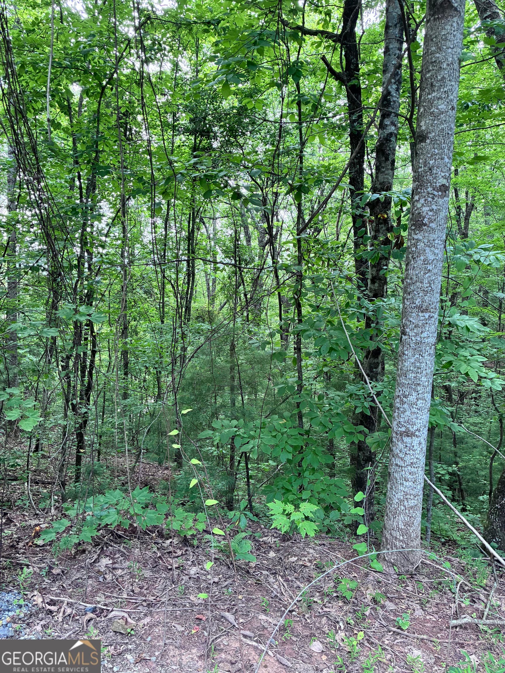 unimproved land for sale at 829 Morton Drive, Ellijay, GA 30540 — photo 5