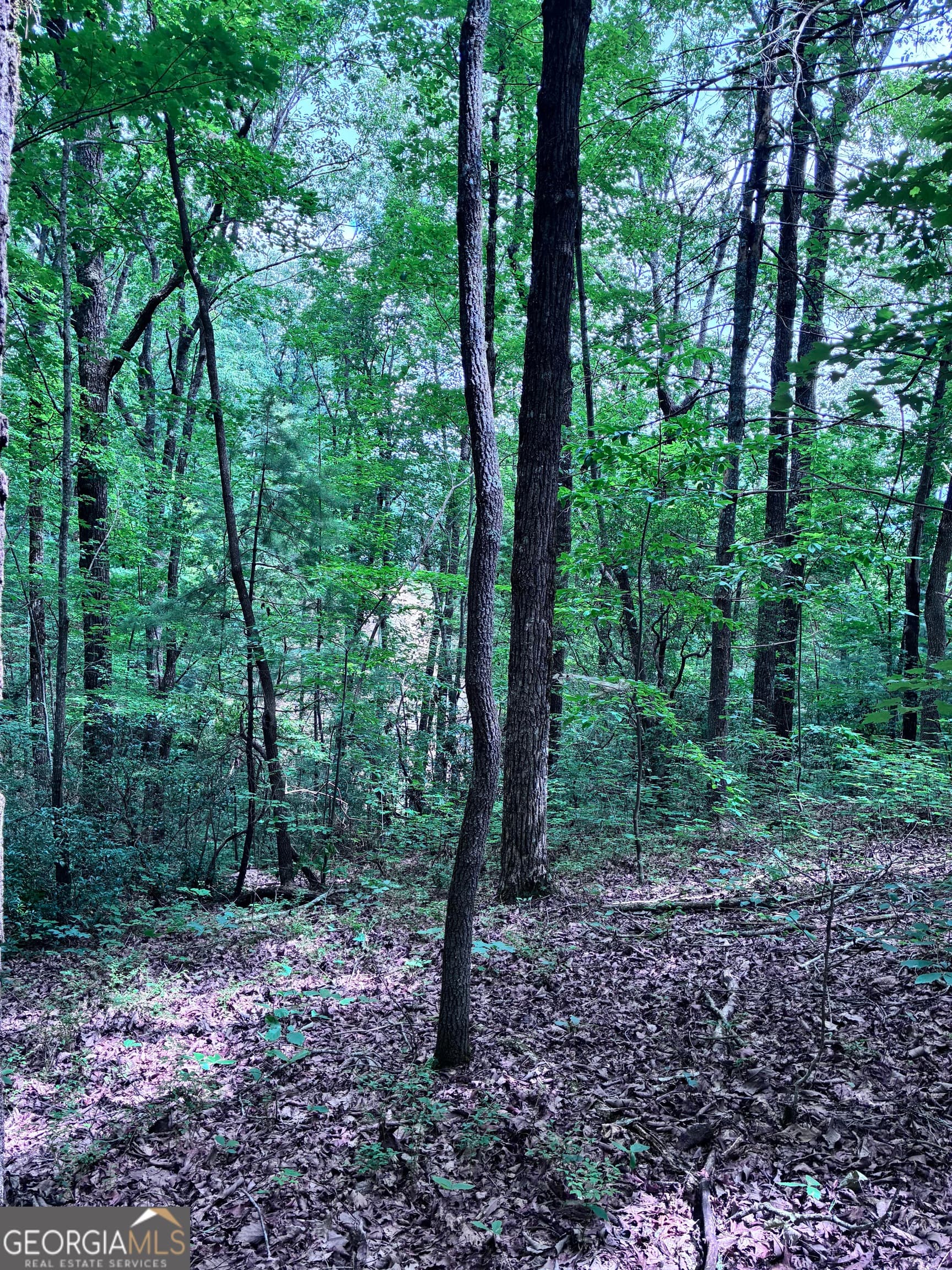 unimproved land for sale at 829 Morton Drive, Ellijay, GA 30540 — photo 9