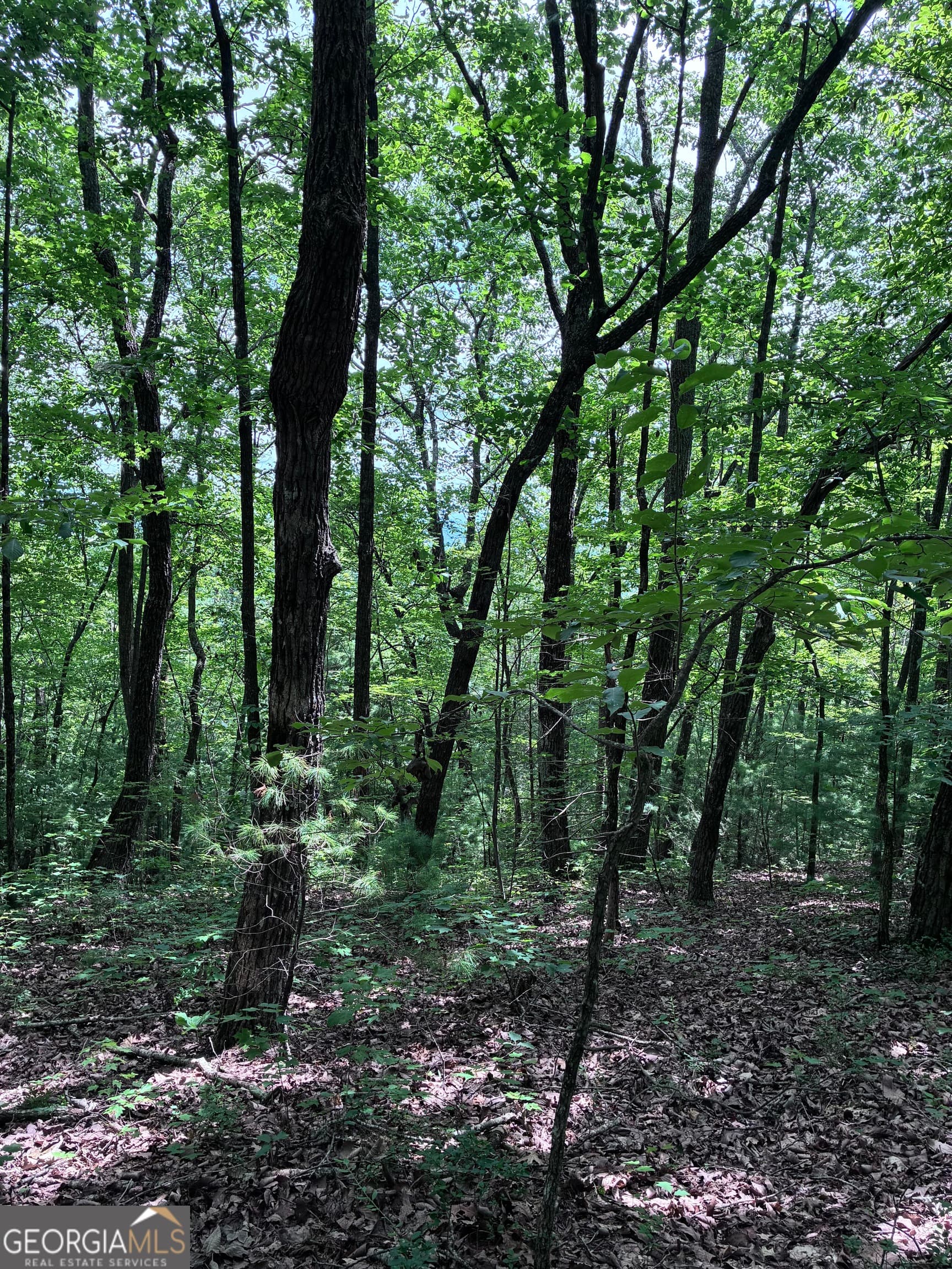 unimproved land for sale at 829 Morton Drive, Ellijay, GA 30540 — photo 10
