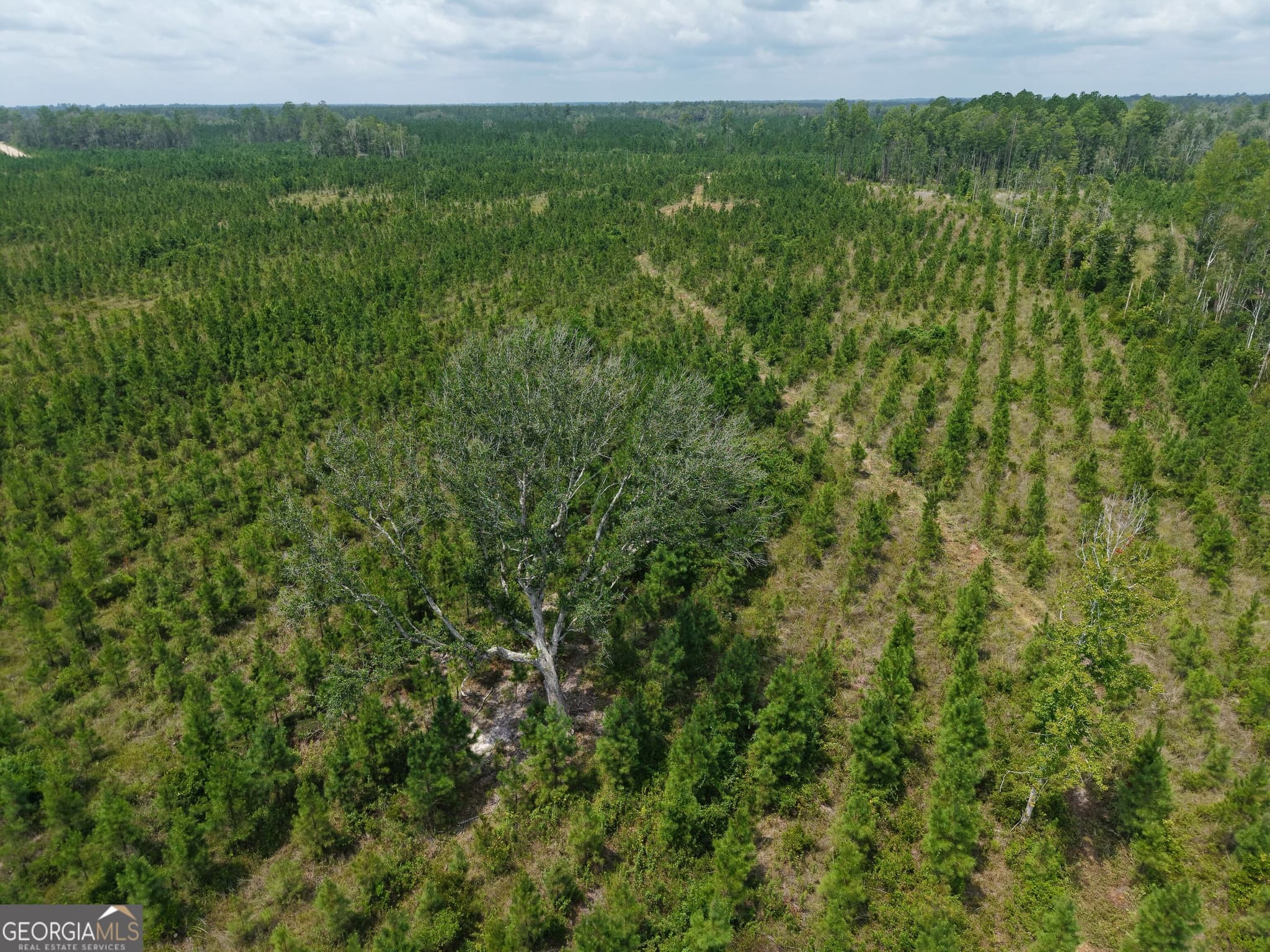 unimproved land for sale at TRACT 5 Owens Ferry Road, White Oak, GA 31568 — photo 1 of 40