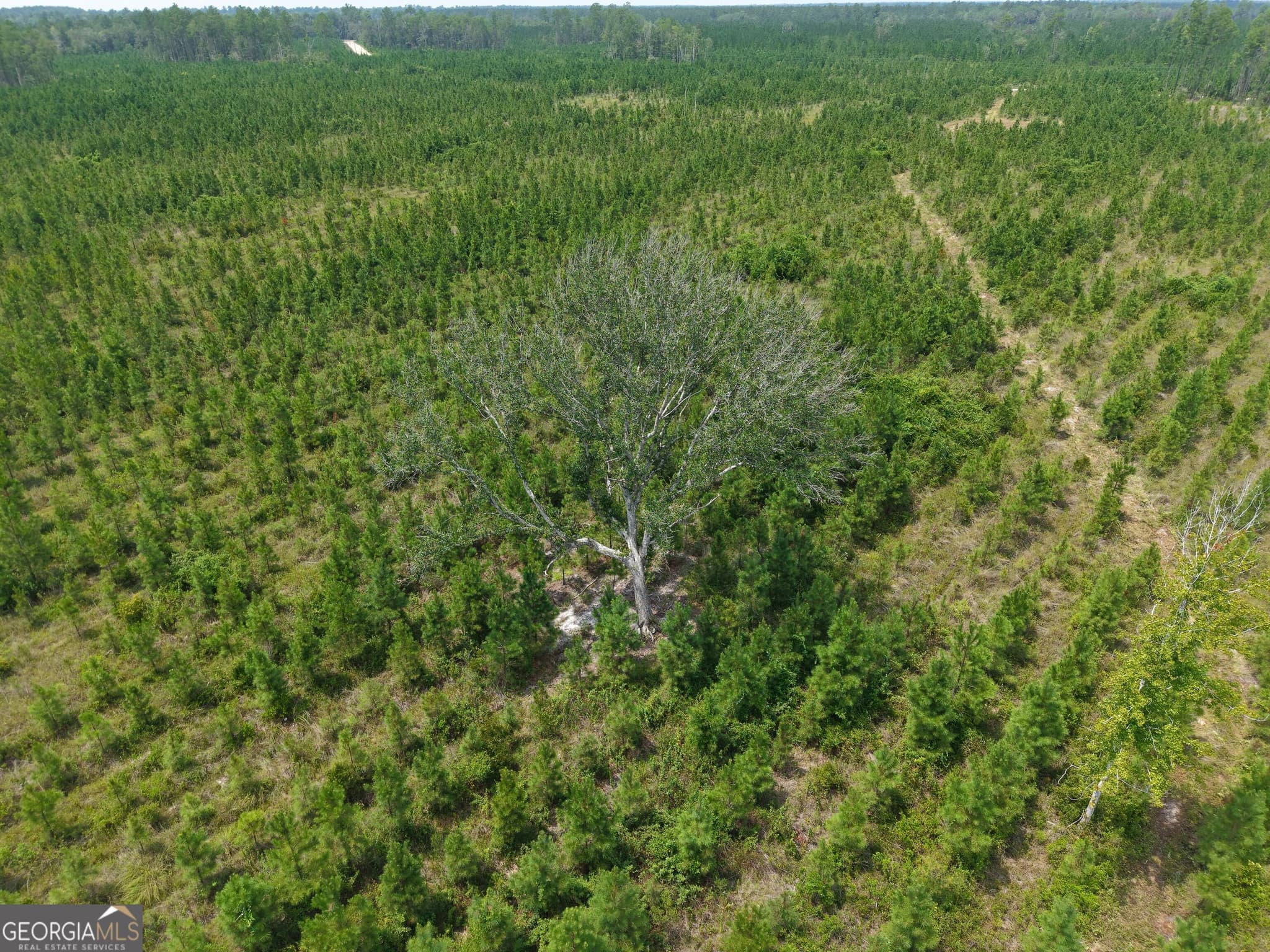 unimproved land for sale at TRACT 5 Owens Ferry Road, White Oak, GA 31568 — photo 5