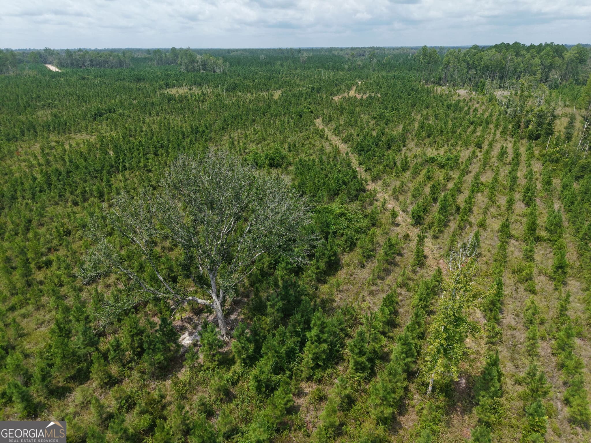 unimproved land for sale at TRACT 5 Owens Ferry Road, White Oak, GA 31568 — photo 9