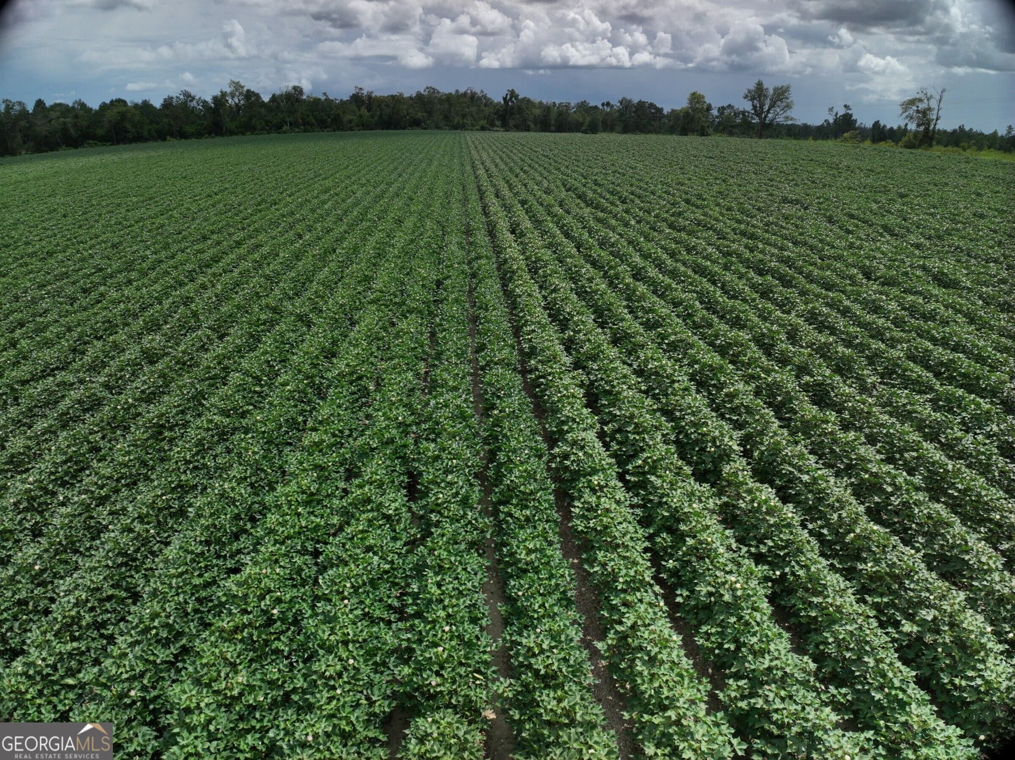 agriculture for sale at 0 Leman Road, Oak Park, GA 30401 — photo 2