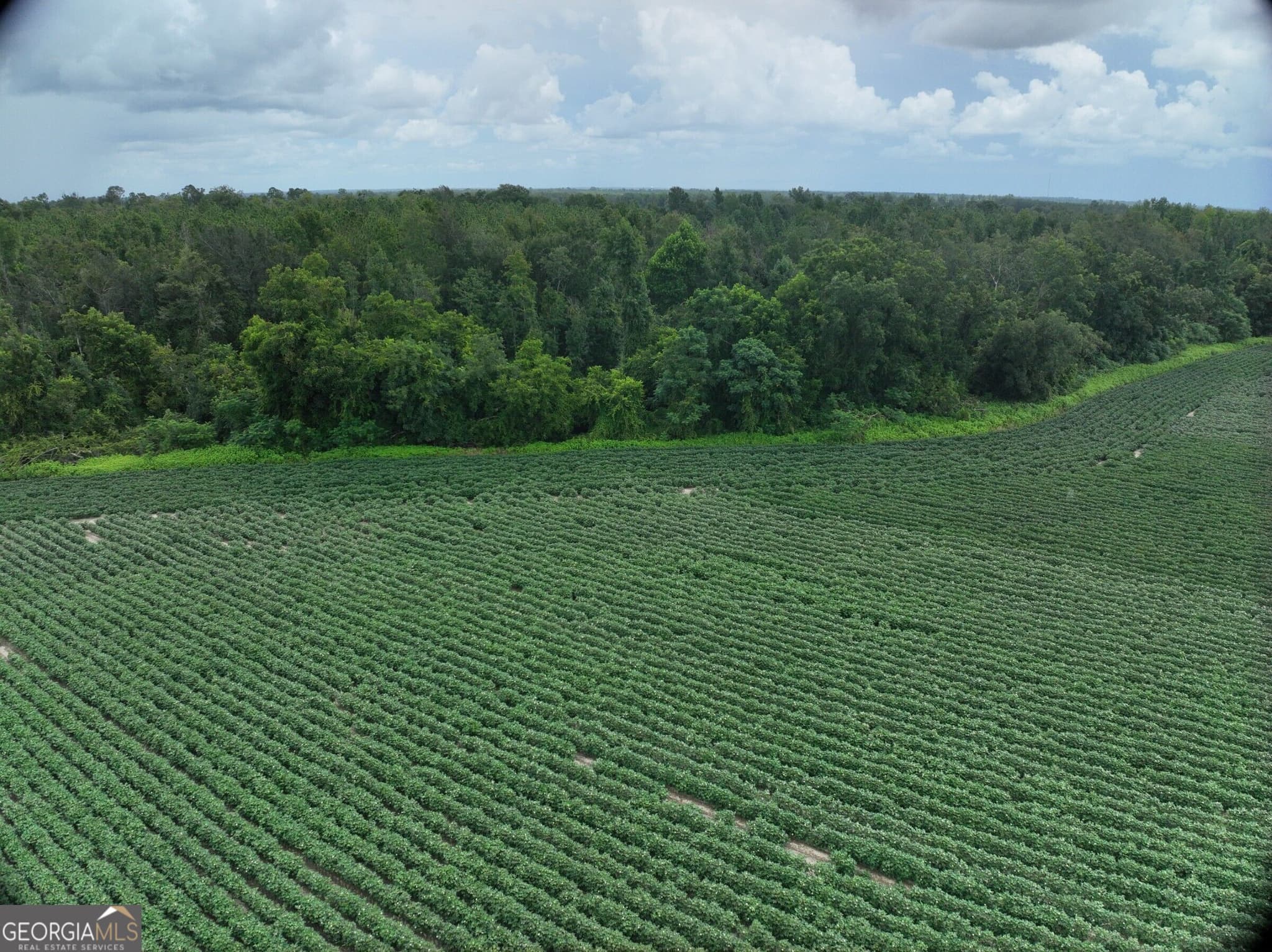 agriculture for sale at 0 Leman Road, Oak Park, GA 30401 — photo 6
