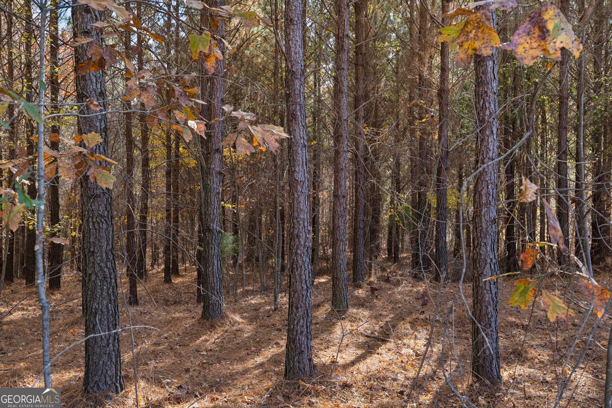agriculture for sale at 0 Sand Pit Road, Summerville, GA 30747 — photo 8