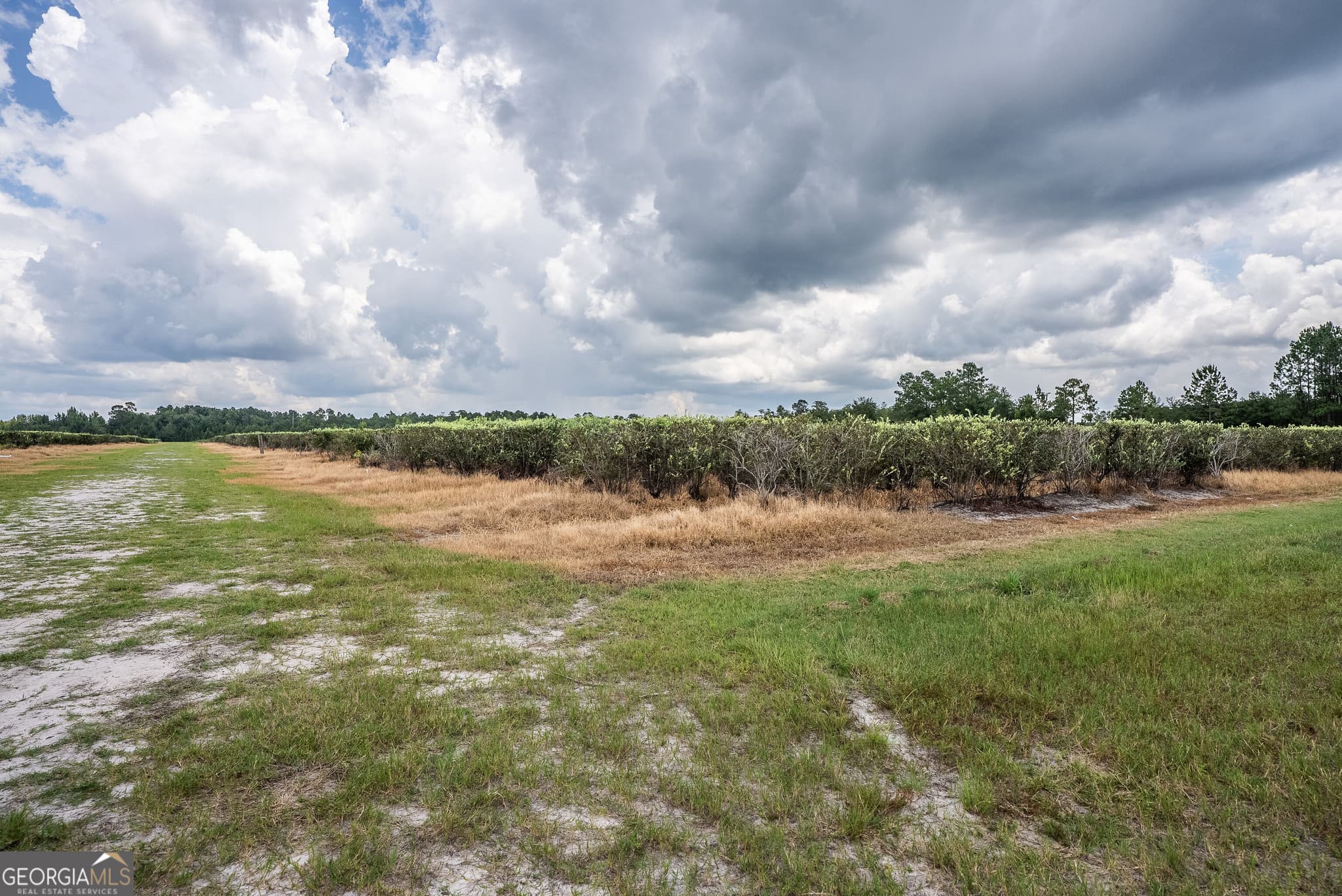agriculture for sale at 930 Old Surrency Road, Baxley, GA 31513 — photo 7