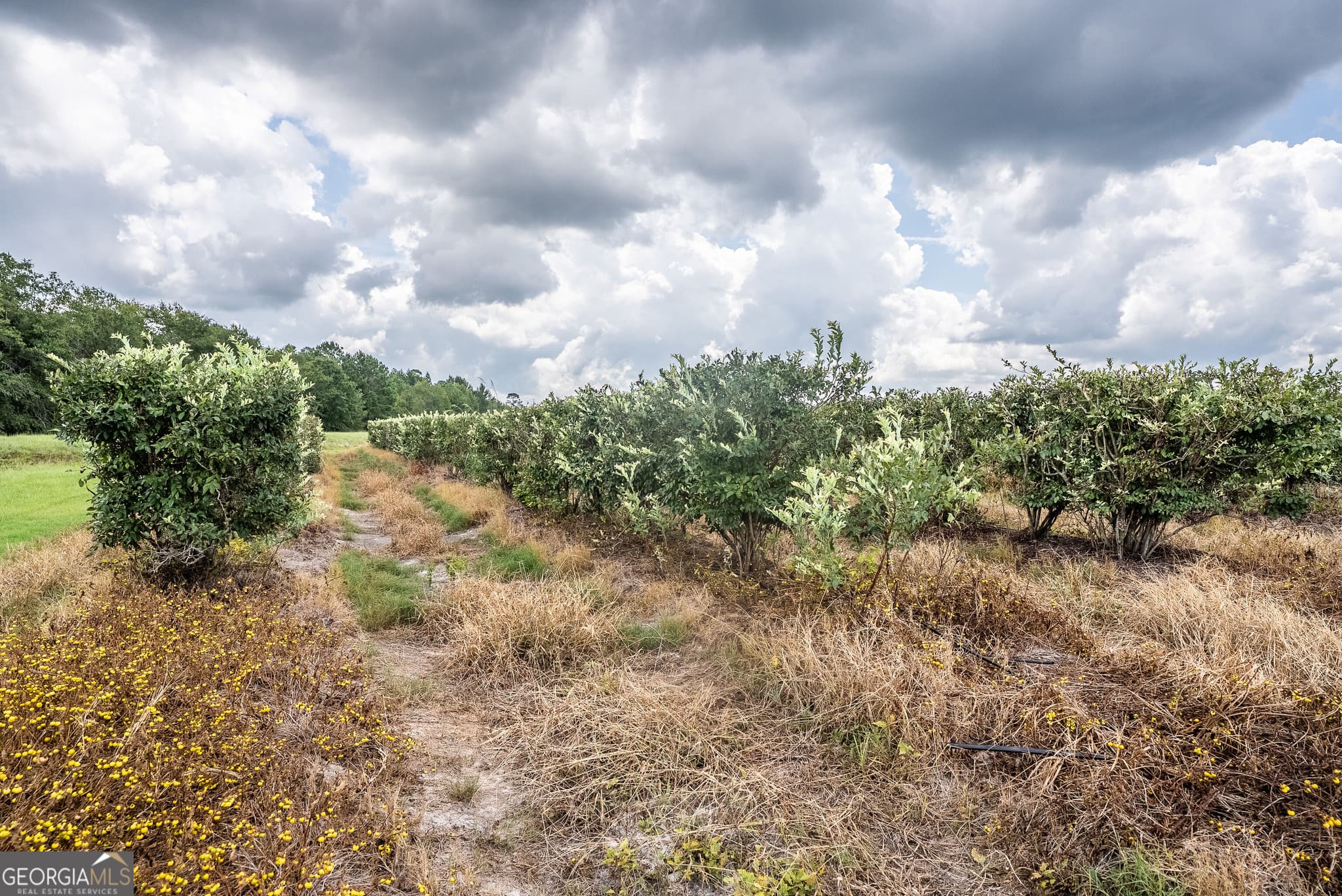 agriculture for sale at 930 Old Surrency Road, Baxley, GA 31513 — photo 9