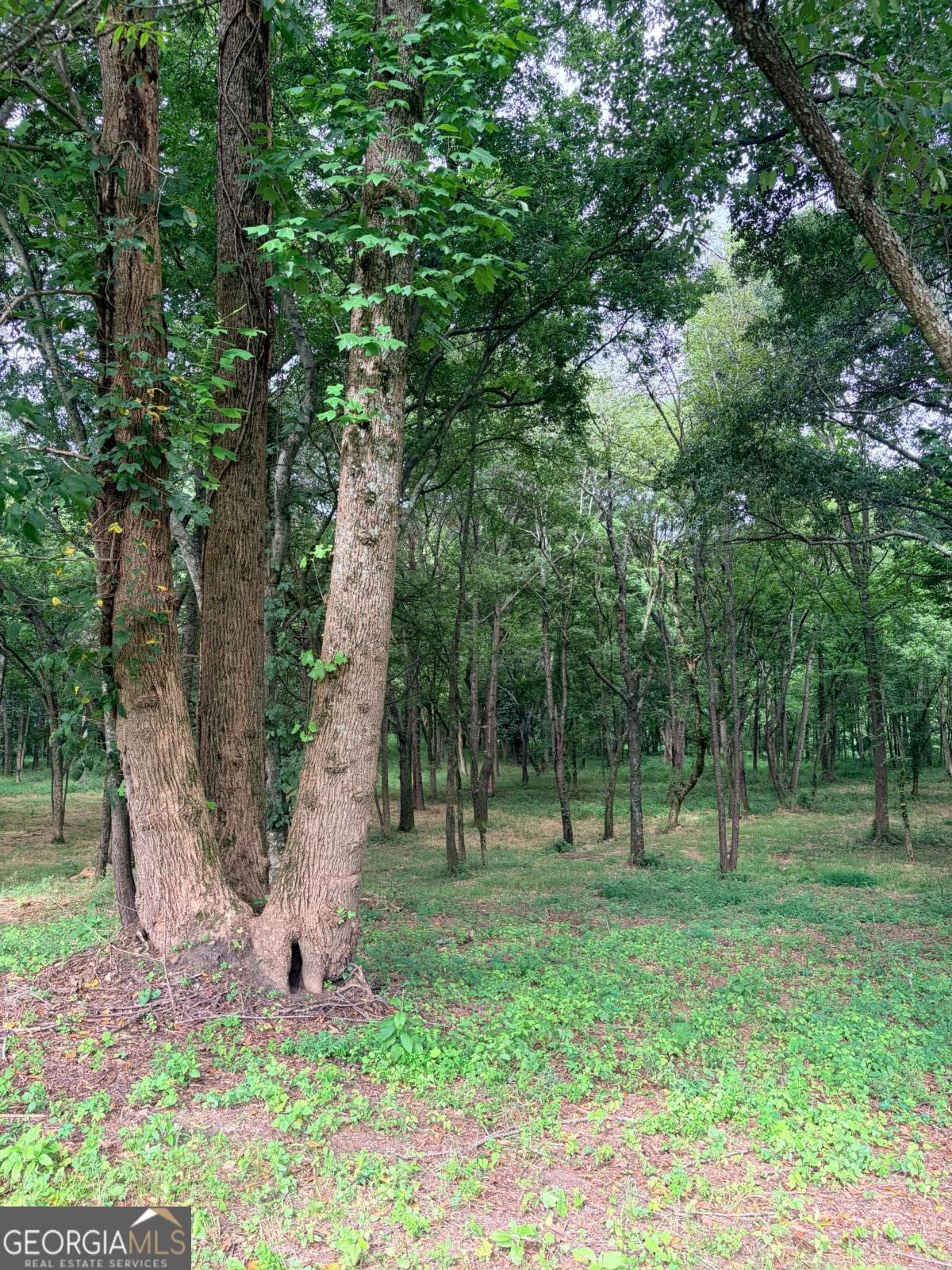 estate lot for sale at 10 Faith Lane, Cartersville, GA 30120 — photo 6