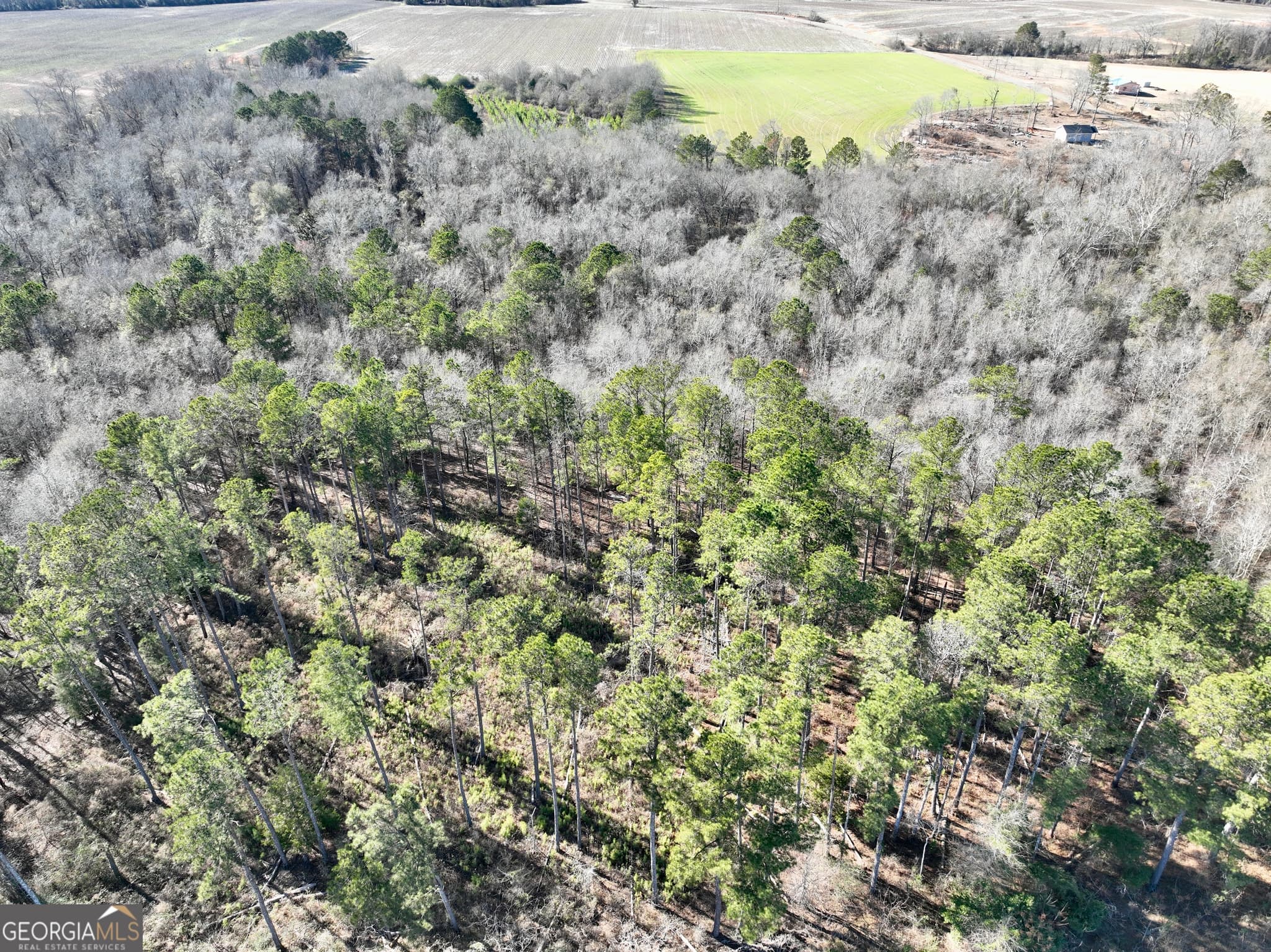 agriculture for sale at 0 Jenkins Farm Road, Byromville, GA 31007 — photo 3