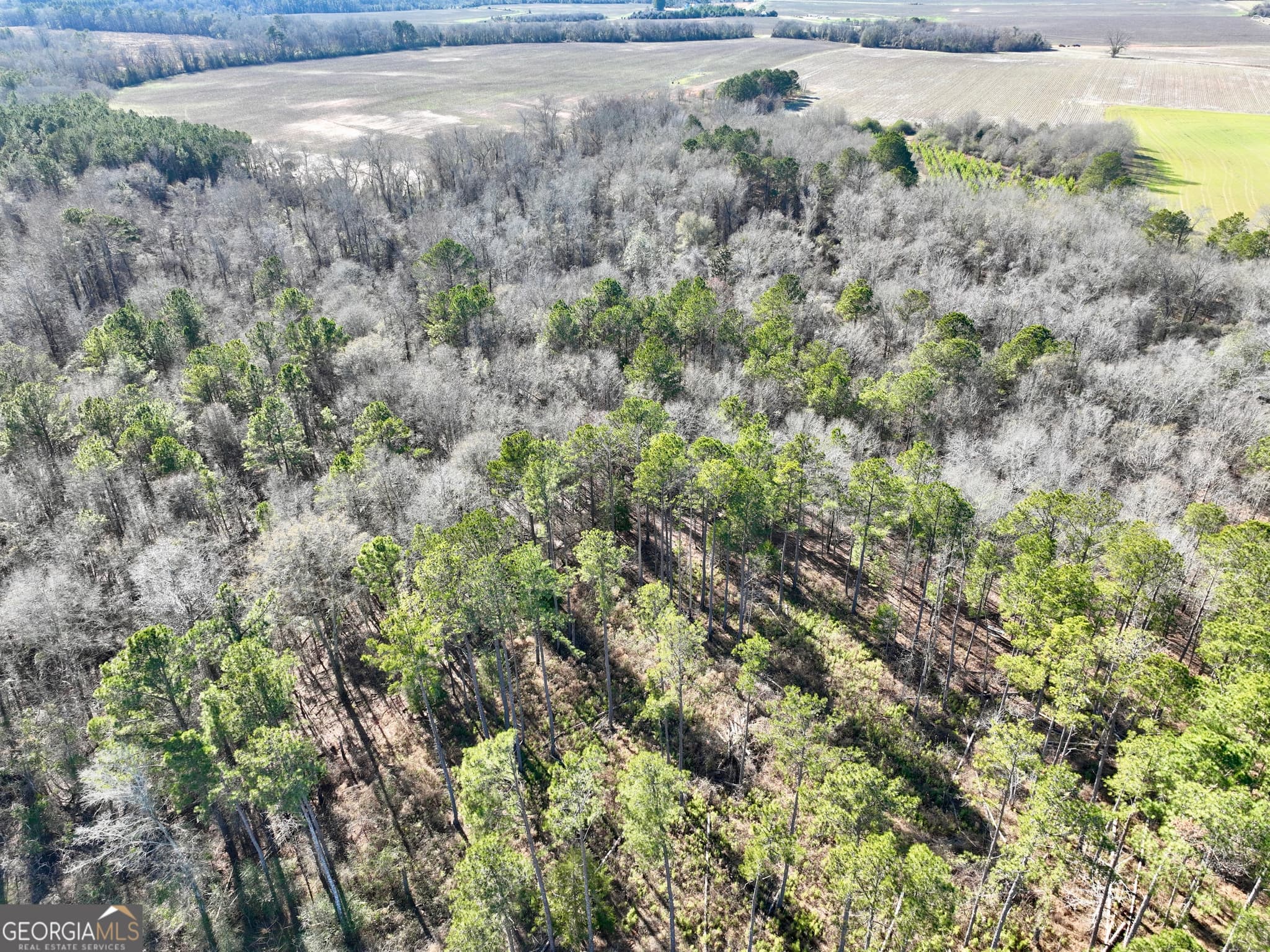 agriculture for sale at 0 Jenkins Farm Road, Byromville, GA 31007 — photo 10