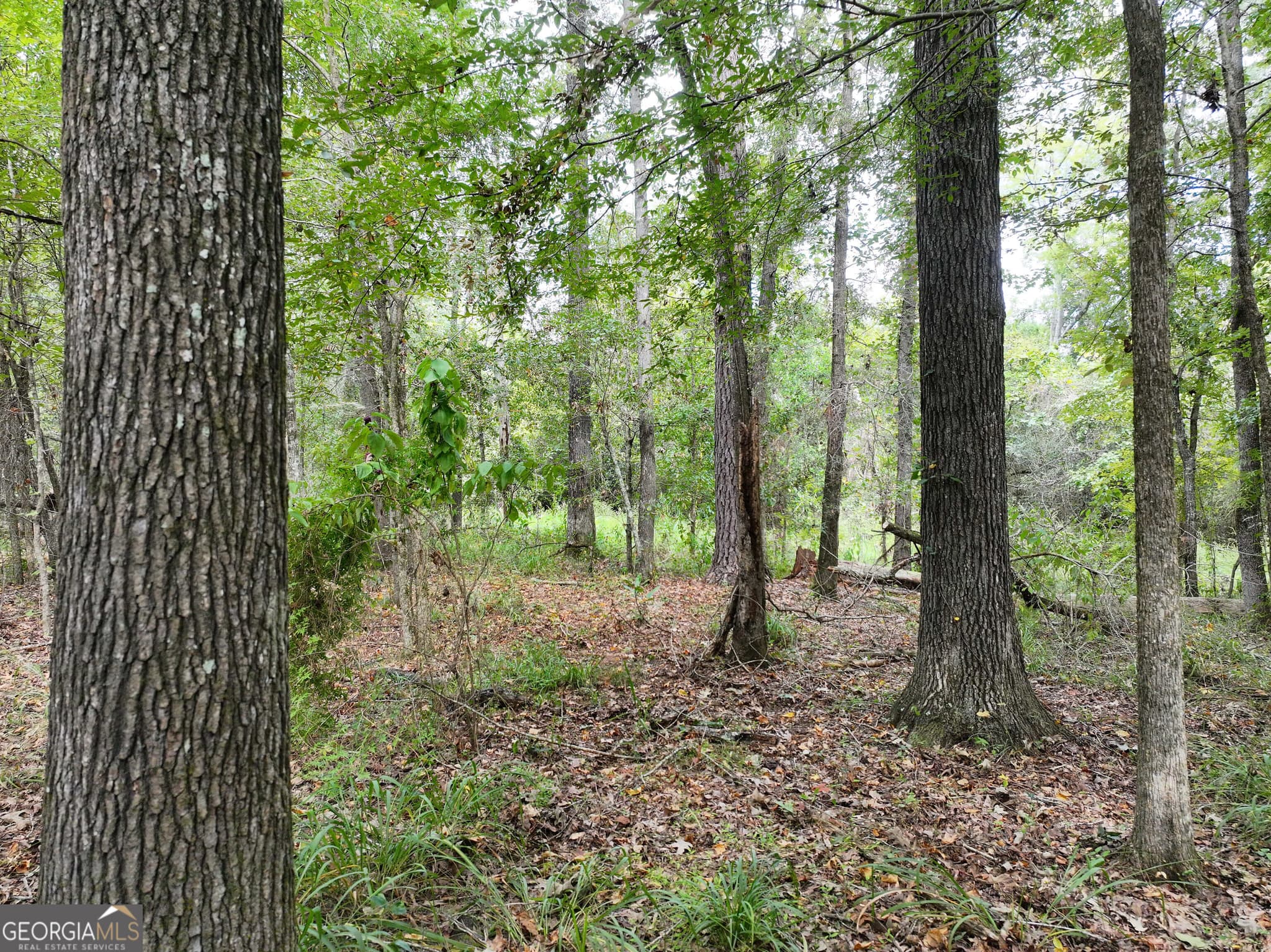 agriculture for sale at 0 Old US 84, Gordon, AL 36343 — photo 7