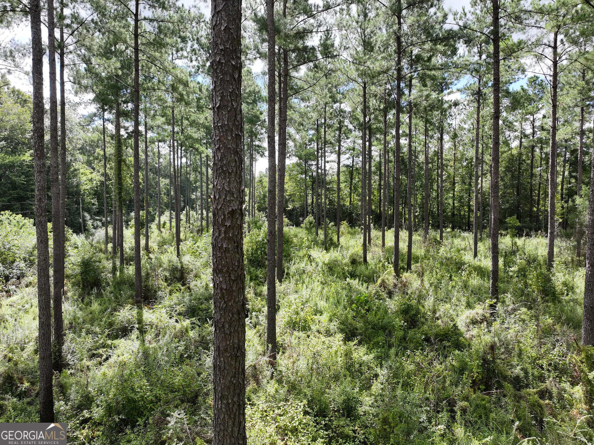 agriculture for sale at 0 Old US 84, Gordon, AL 36343 — photo 3