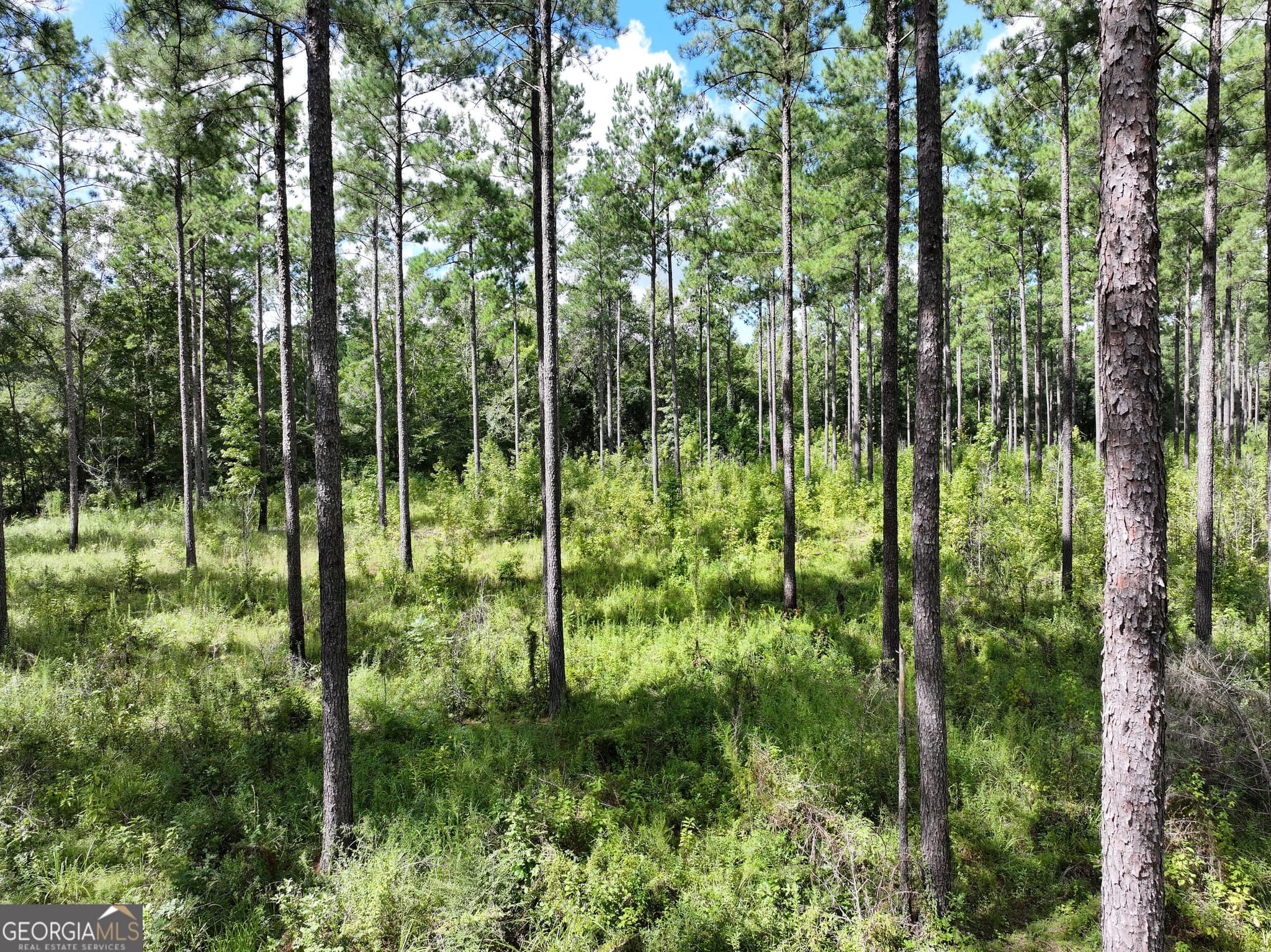 agriculture for sale at 0 Old US 84, Gordon, AL 36343 — photo 4