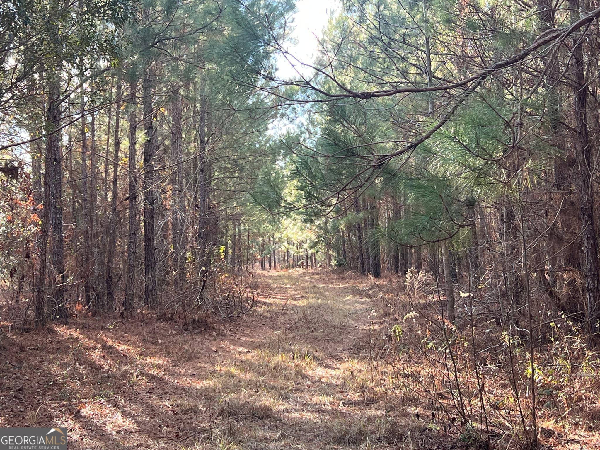 agriculture for sale at 0 Thomas Road, Millen, GA 30442 — photo 2