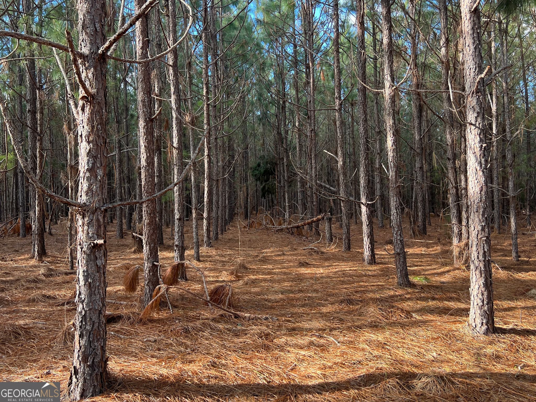 agriculture for sale at 0 Thomas Road, Millen, GA 30442 — photo 5
