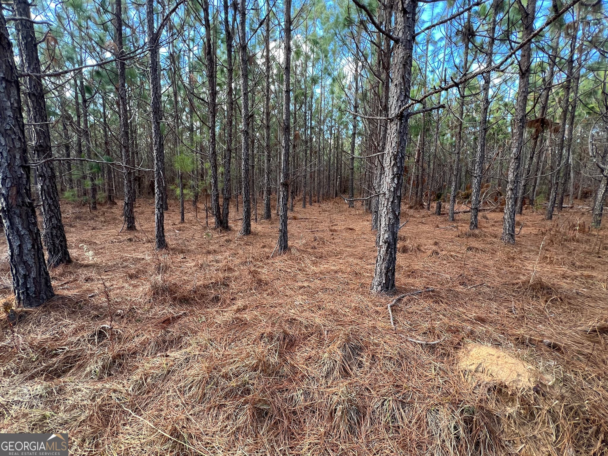 agriculture for sale at 0 Thomas Road, Millen, GA 30442 — photo 4