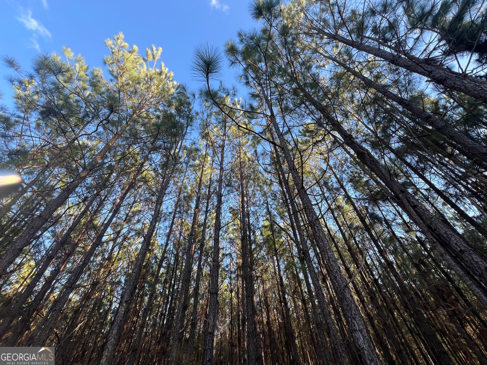 agriculture for sale at 0 Thomas Road, Millen, GA 30442 — photo 8