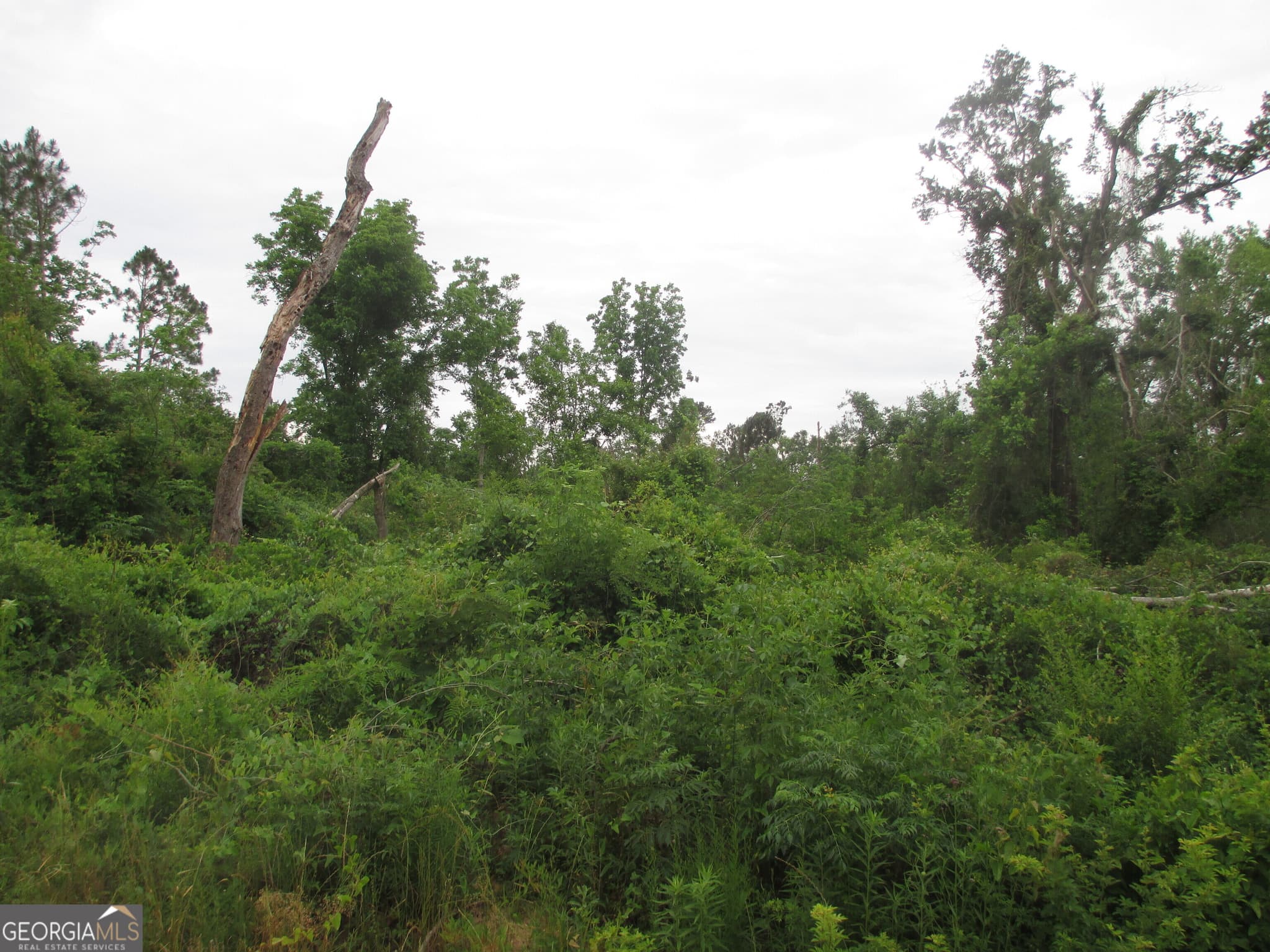 agriculture under contract at 08600022T3 Redbird Road, Lumber City, GA 31549 — photo 4