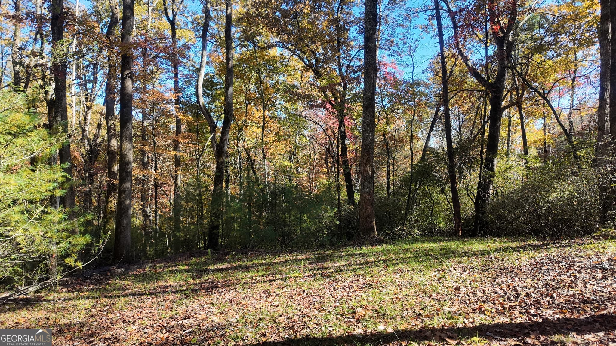 unimproved land for sale at 701 St Hwy 356, Clarkesville, GA 30523 — photo 6