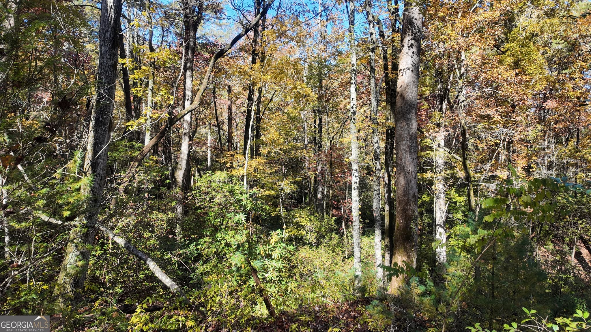 unimproved land for sale at 701 St Hwy 356, Clarkesville, GA 30523 — photo 7