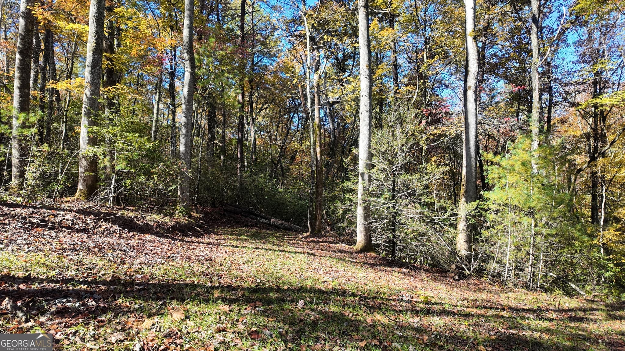 unimproved land for sale at 701 St Hwy 356, Clarkesville, GA 30523 — photo 5