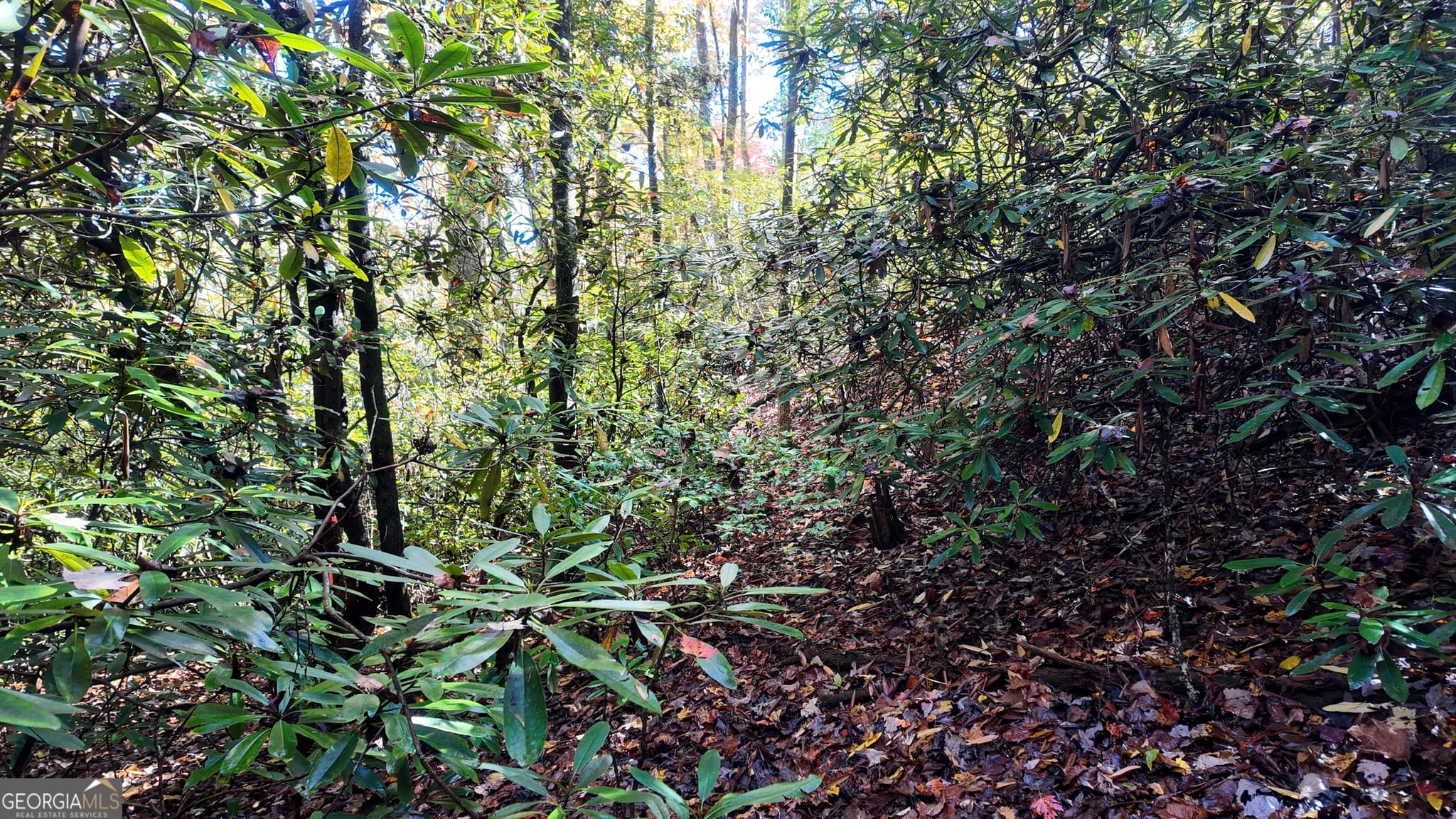 unimproved land for sale at 701 St Hwy 356, Clarkesville, GA 30523 — photo 9