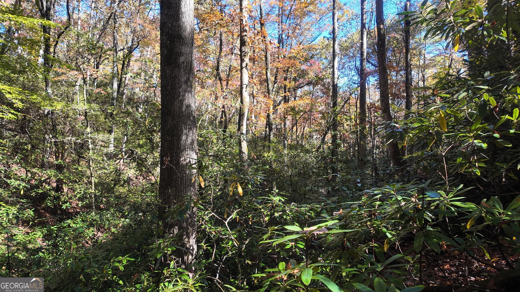 unimproved land for sale at 701 St Hwy 356, Clarkesville, GA 30523 — photo 8