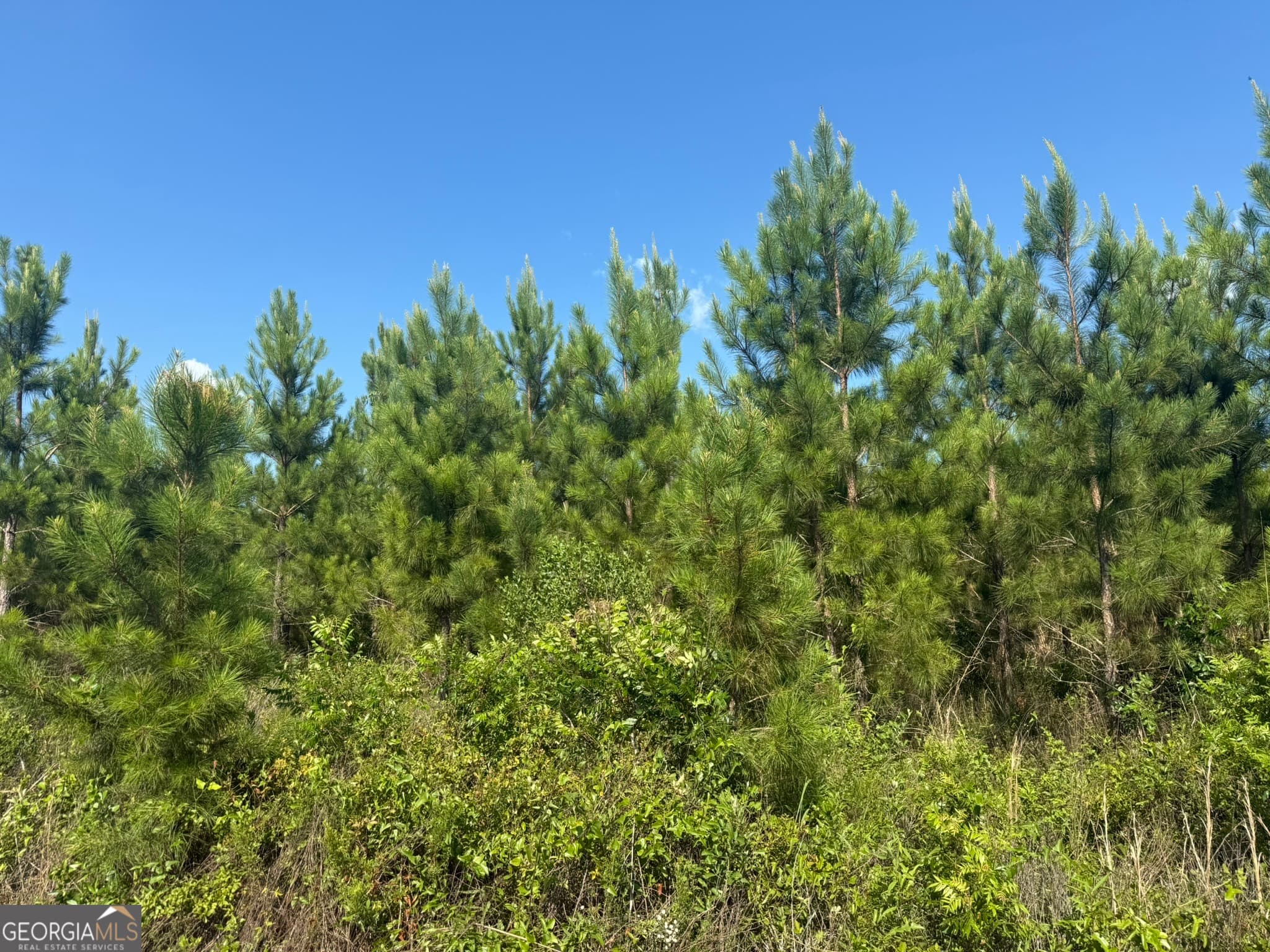 agriculture for sale at 009 George Milling Road, Cuthbert, GA 39840 — photo 6