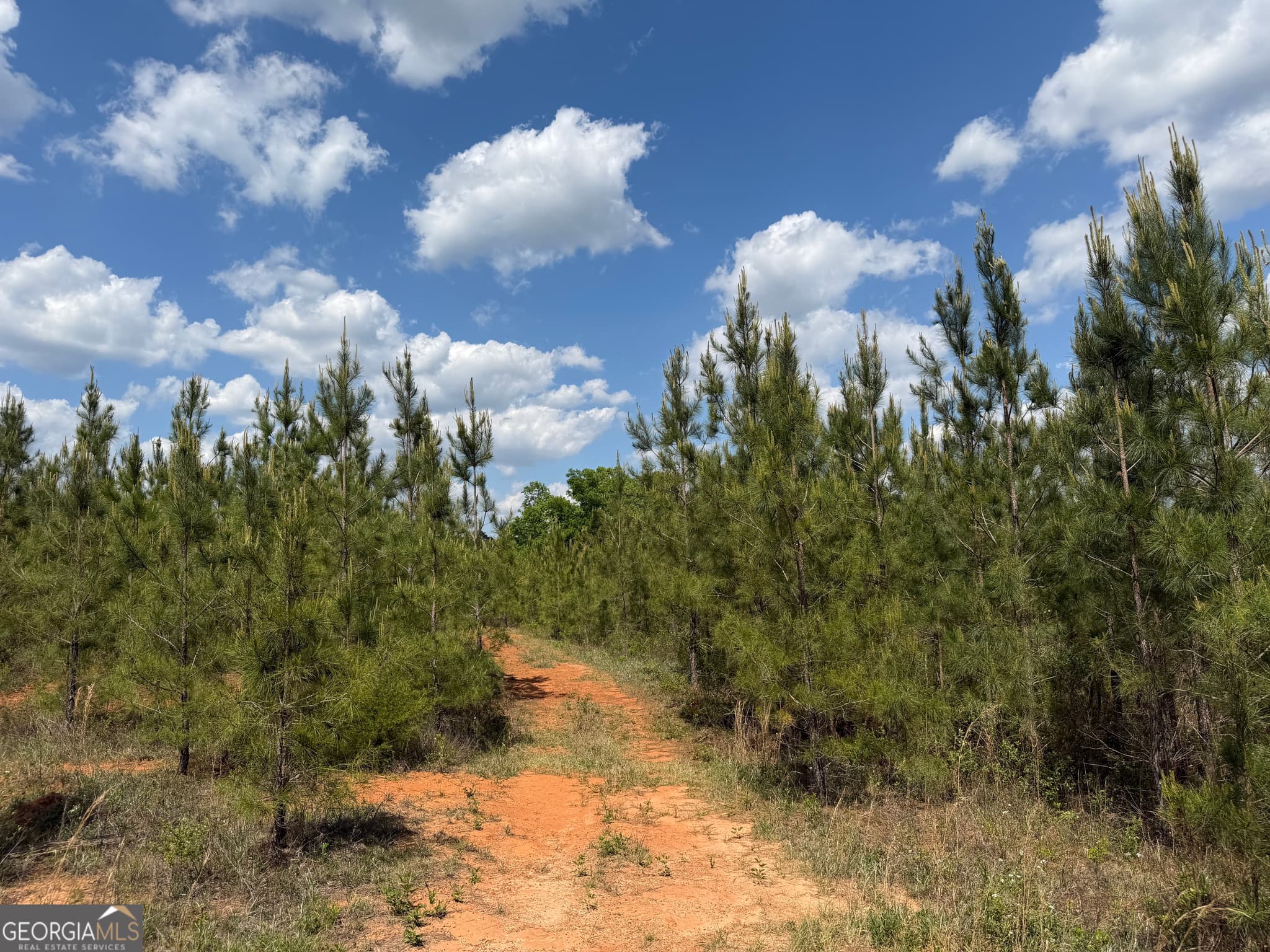 agriculture for sale at 009 George Milling Road, Cuthbert, GA 39840 — photo 3