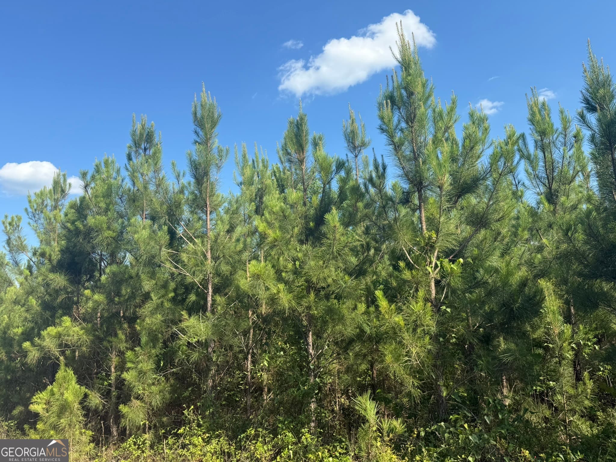 agriculture for sale at 009 George Milling Road, Cuthbert, GA 39840 — photo 10