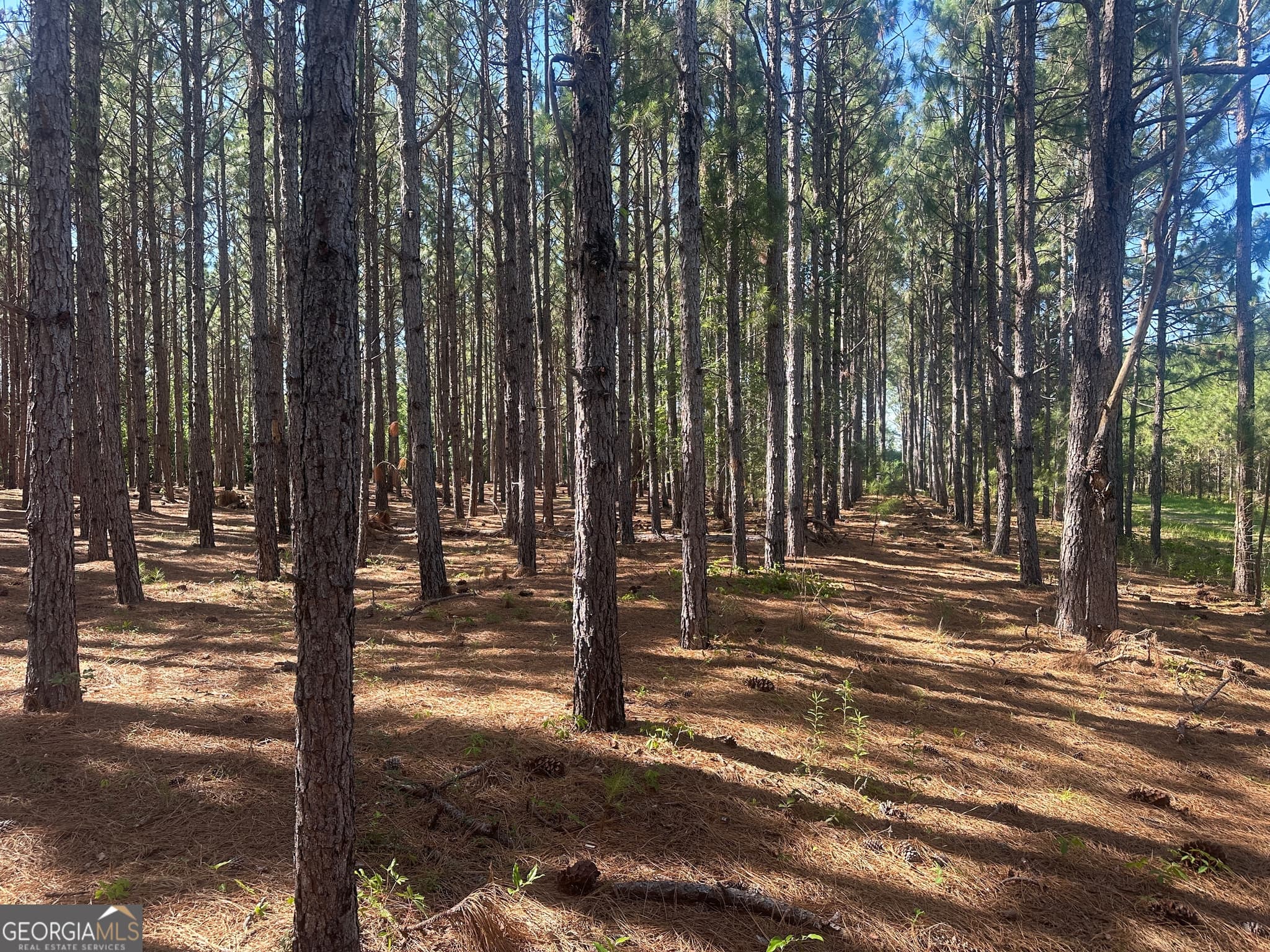 unimproved land for sale at 355 Dorsey Clark Road, Sylvania, GA 30467 — photo 2