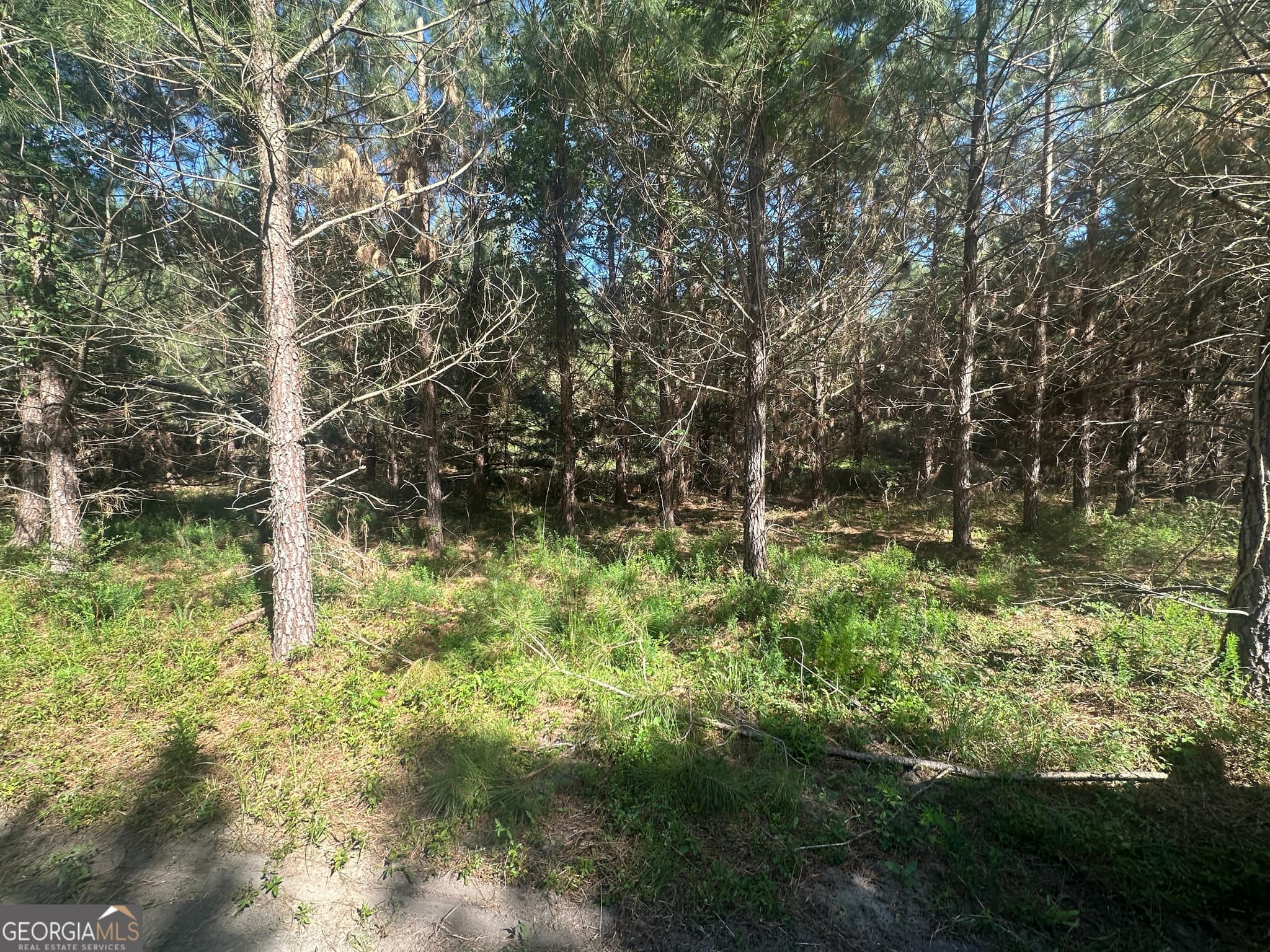 unimproved land for sale at 355 Dorsey Clark Road, Sylvania, GA 30467 — photo 9