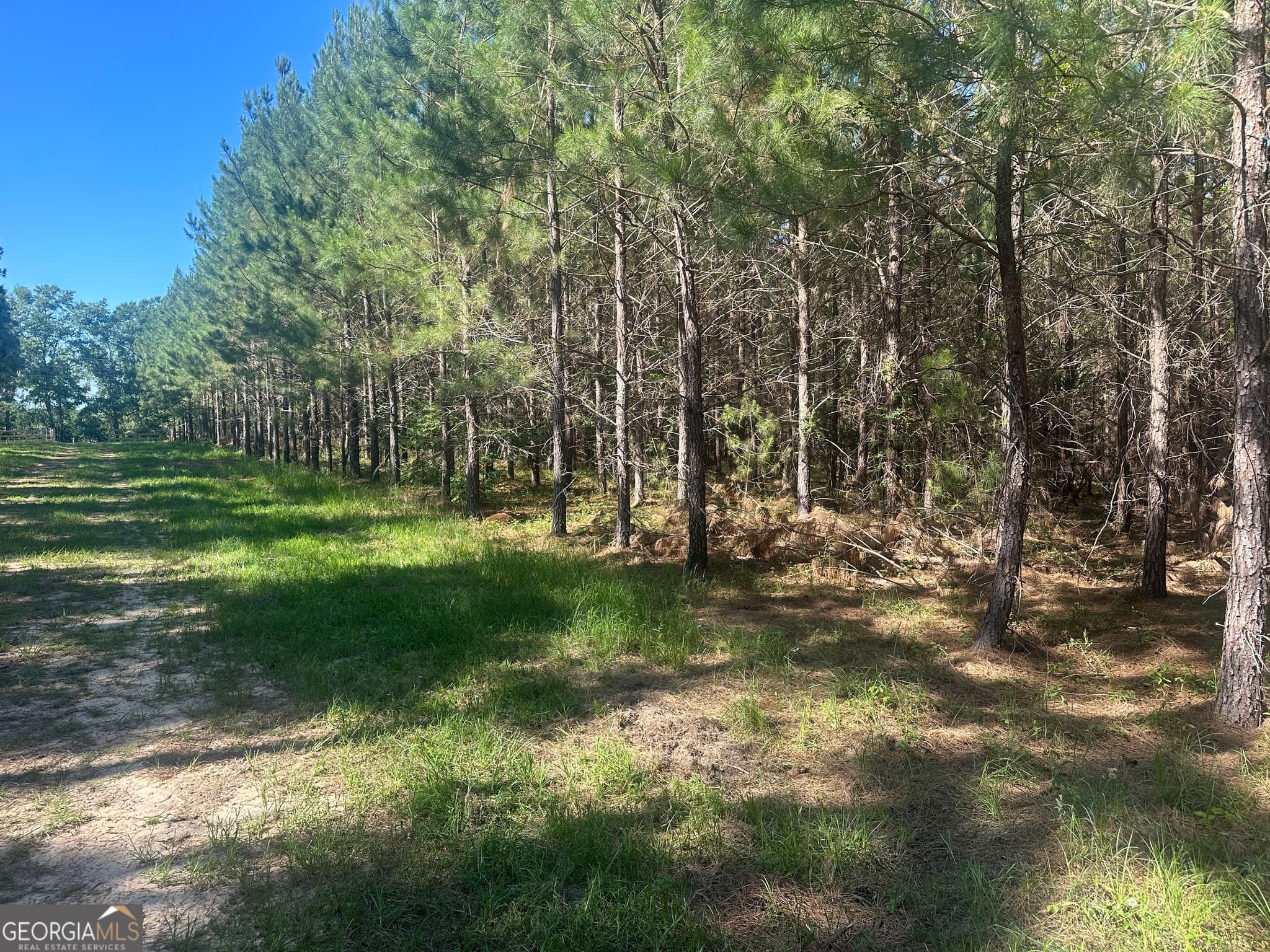unimproved land for sale at 355 Dorsey Clark Road, Sylvania, GA 30467 — photo 4