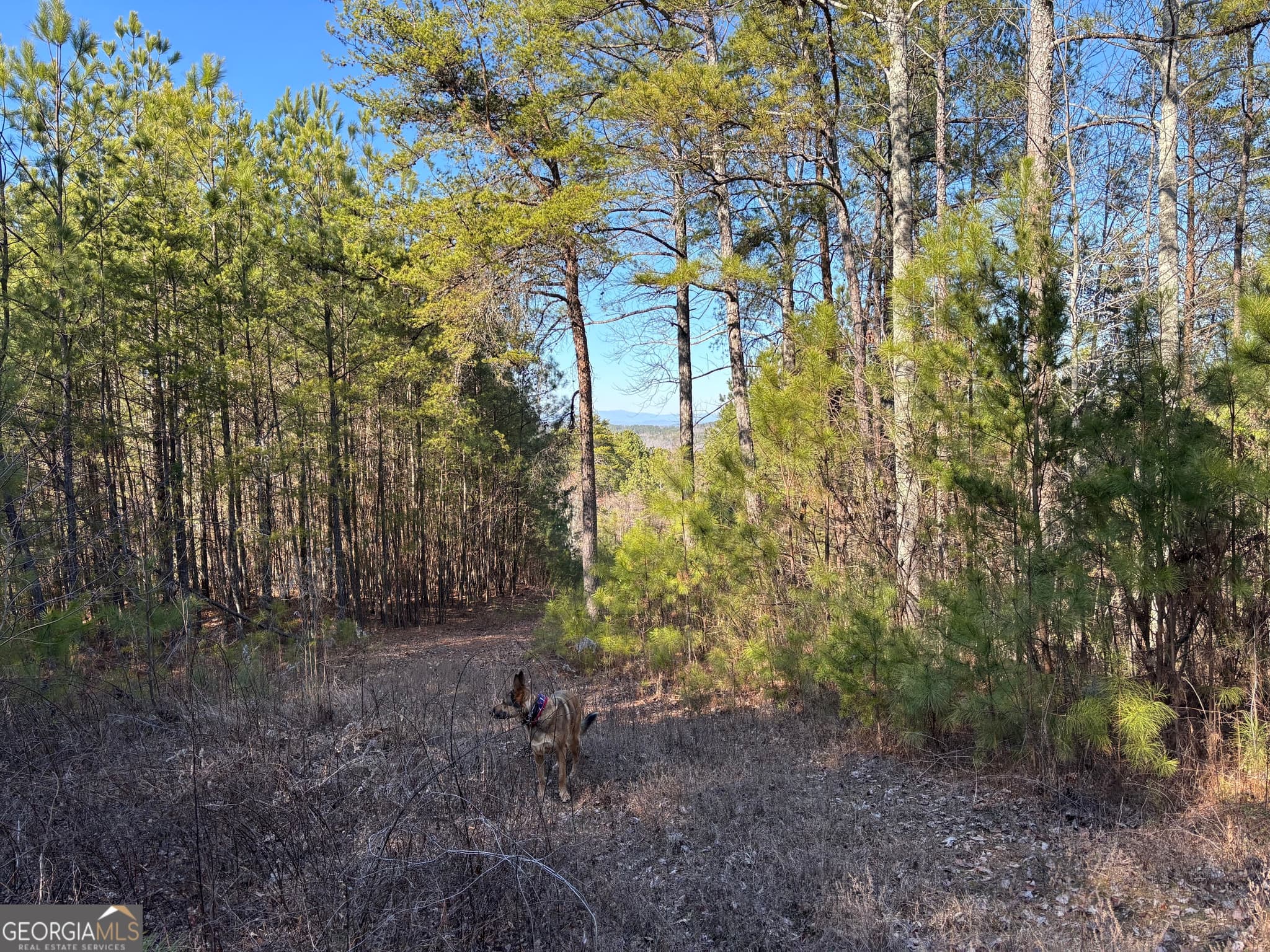 estate lot for sale at 5 WEST Dry Pond Road LOT #5 WEST, Ranger, GA 30734 — photo 6