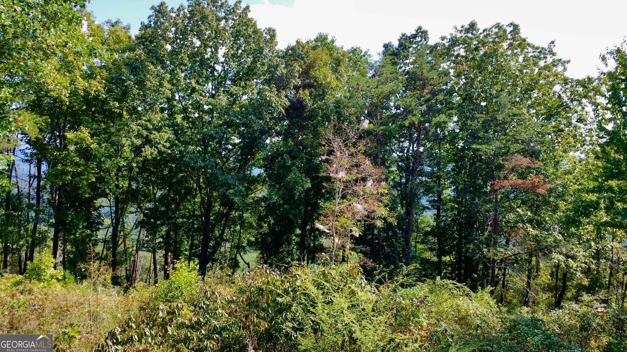 residential lot for sale at T7 Talona Mountain Road, Ellijay, GA 30536 — photo 6