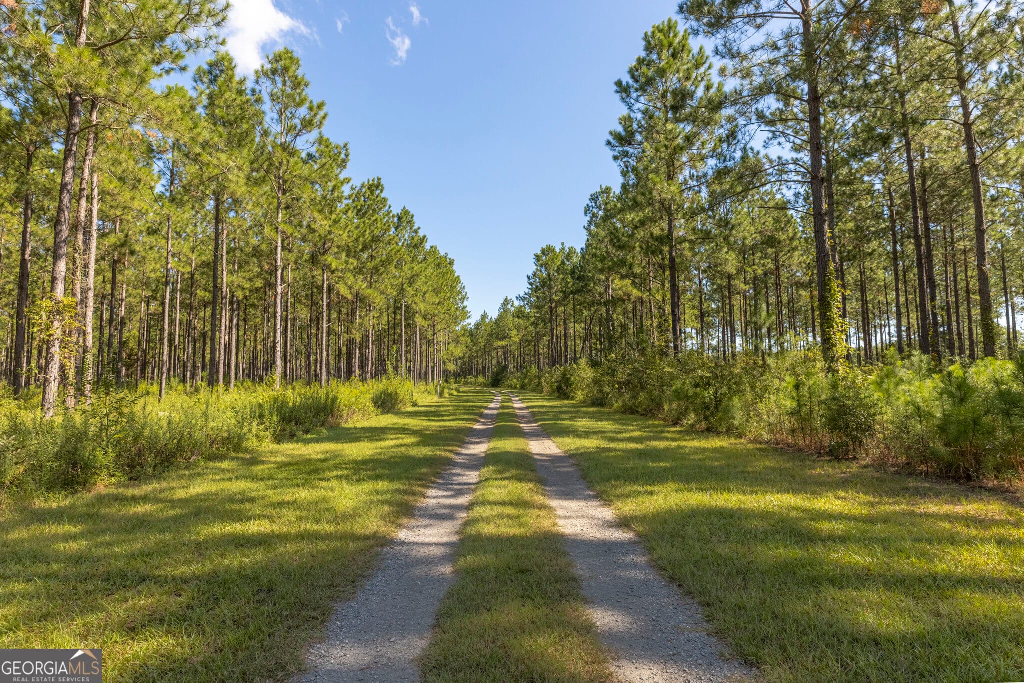 agriculture for sale at 568 Highway 118, Smithville, GA 31787 — photo 2