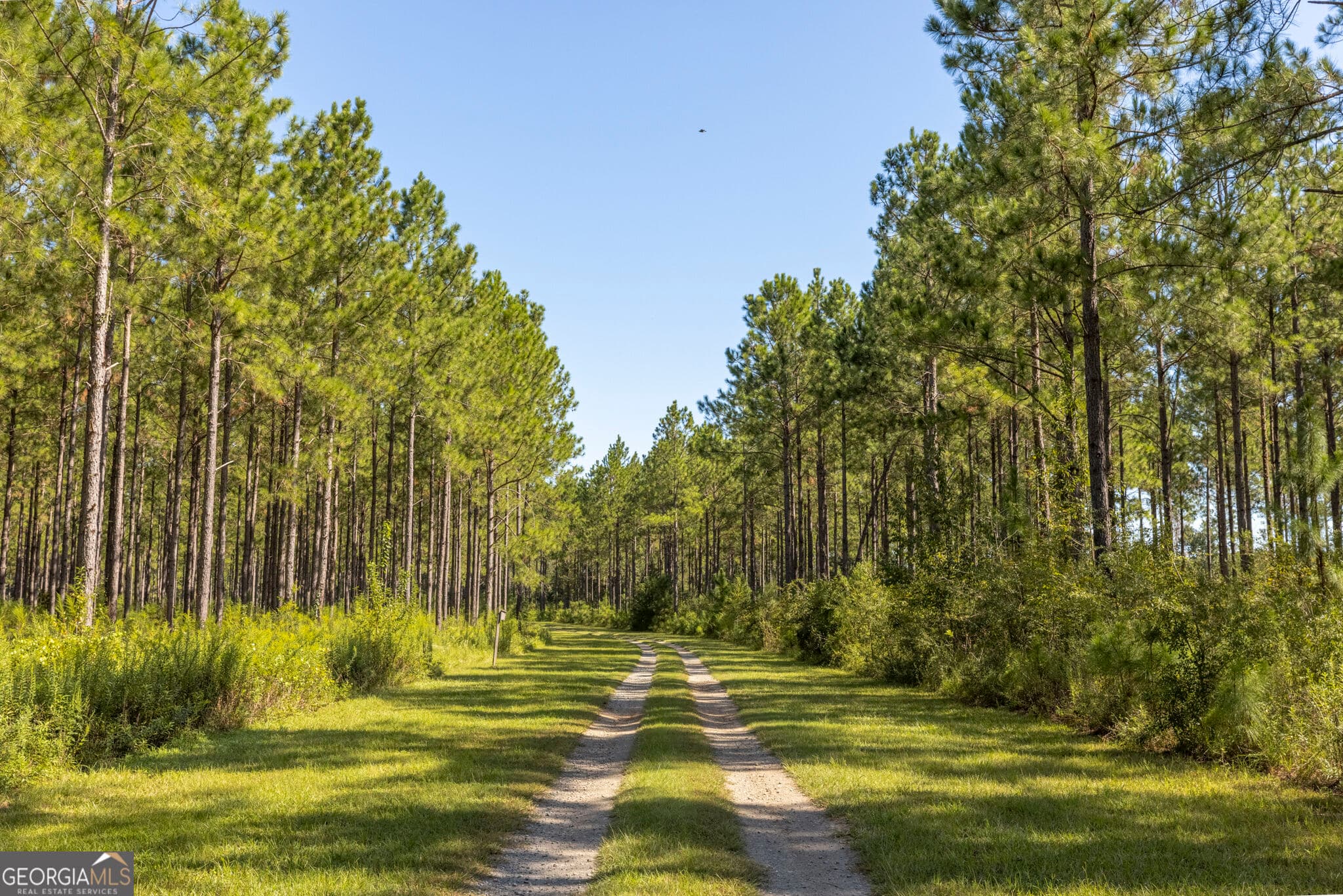 agriculture for sale at 568 Highway 118, Smithville, GA 31787 — photo 3