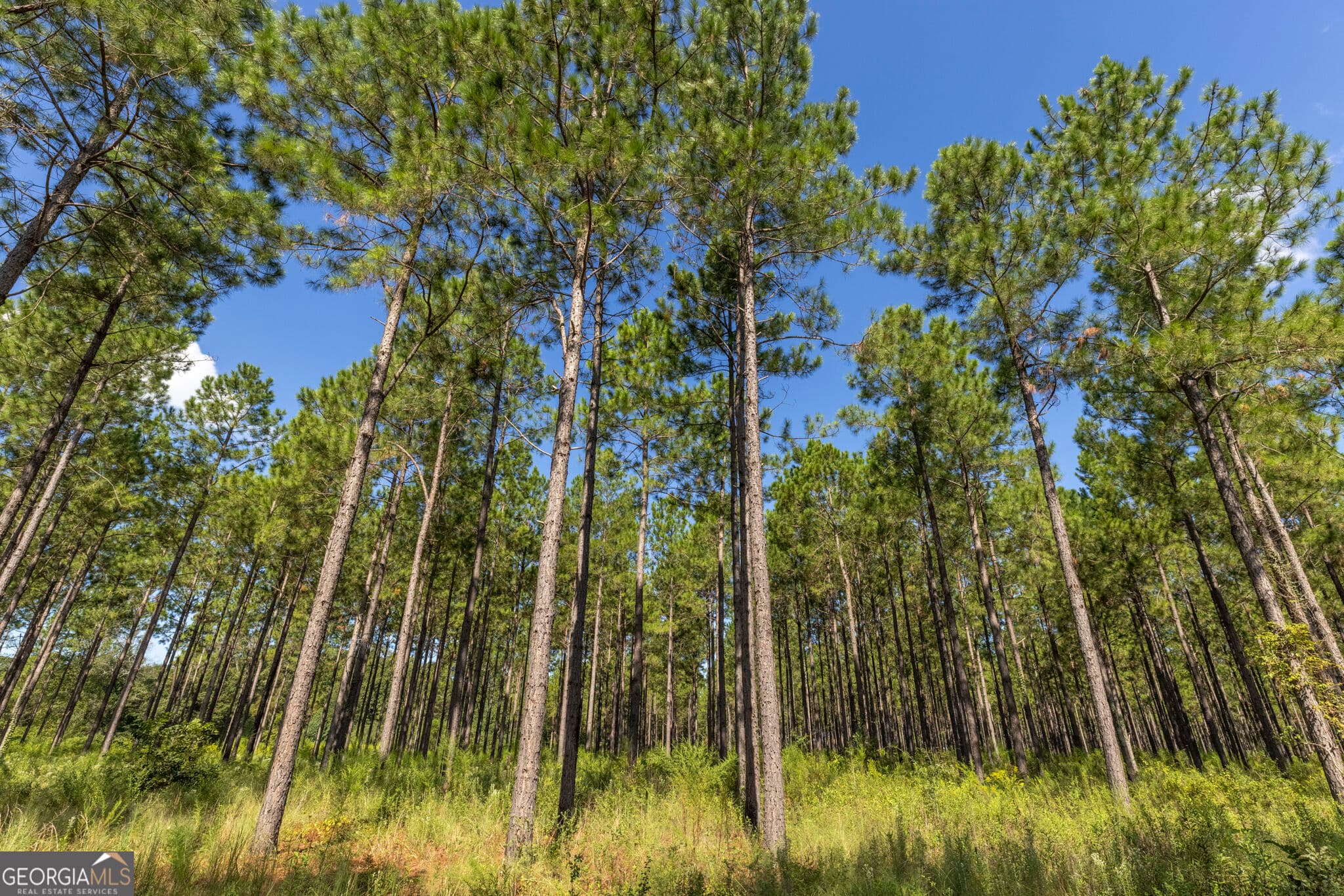 agriculture for sale at 568 Highway 118, Smithville, GA 31787 — photo 5