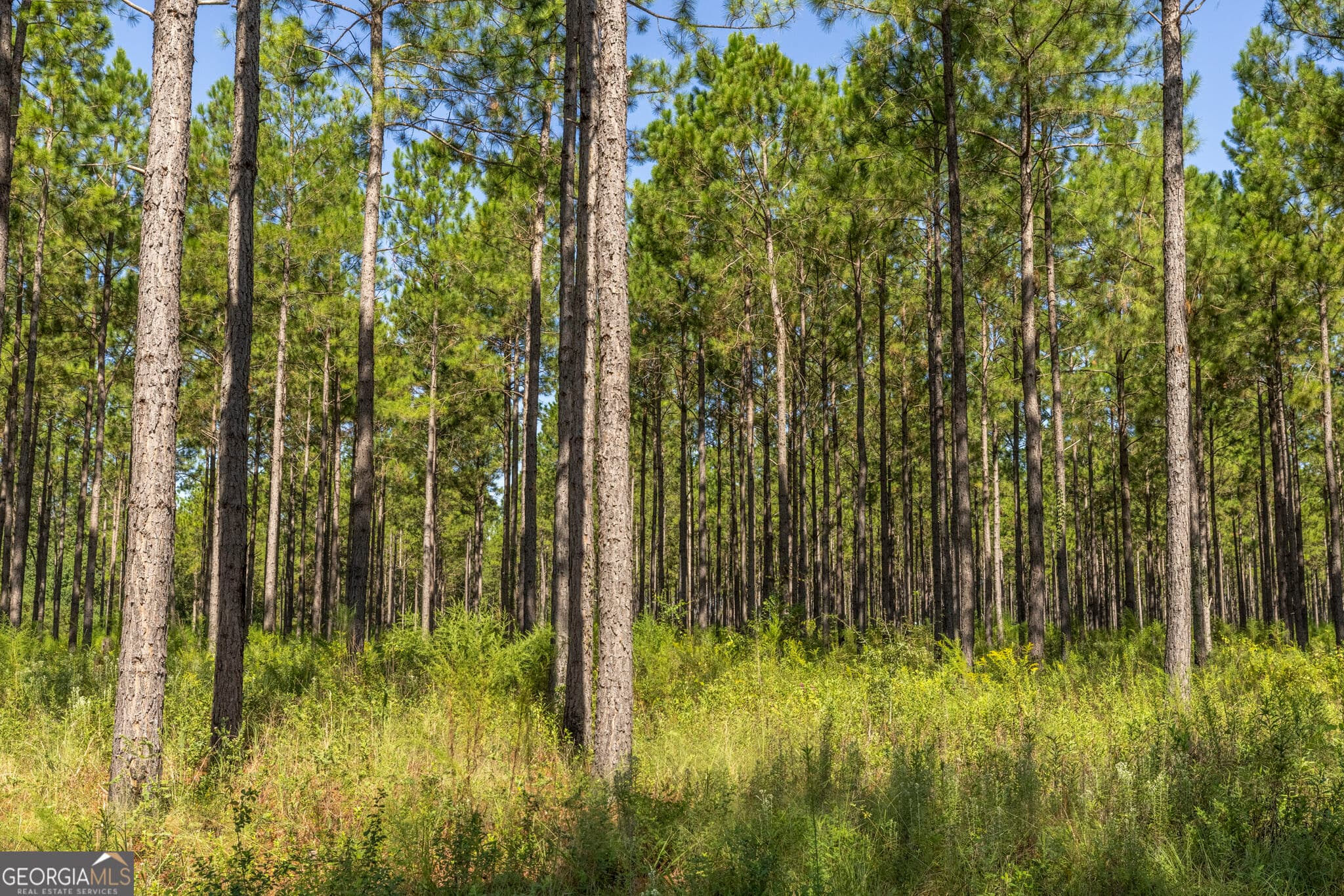 agriculture for sale at 568 Highway 118, Smithville, GA 31787 — photo 4